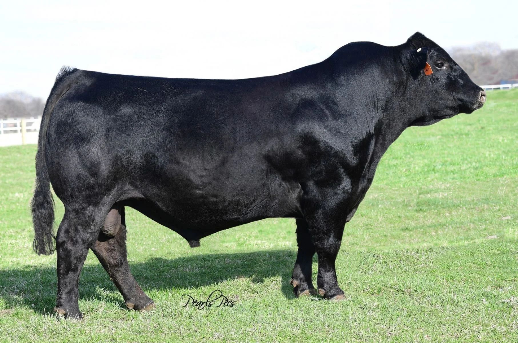 WS Proclomation E202