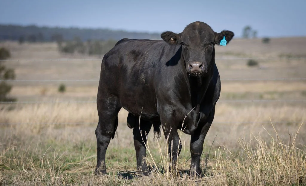 Black Simmental cow standing in a grassy field with a barbed wire fence behind it, under a clear sky.
