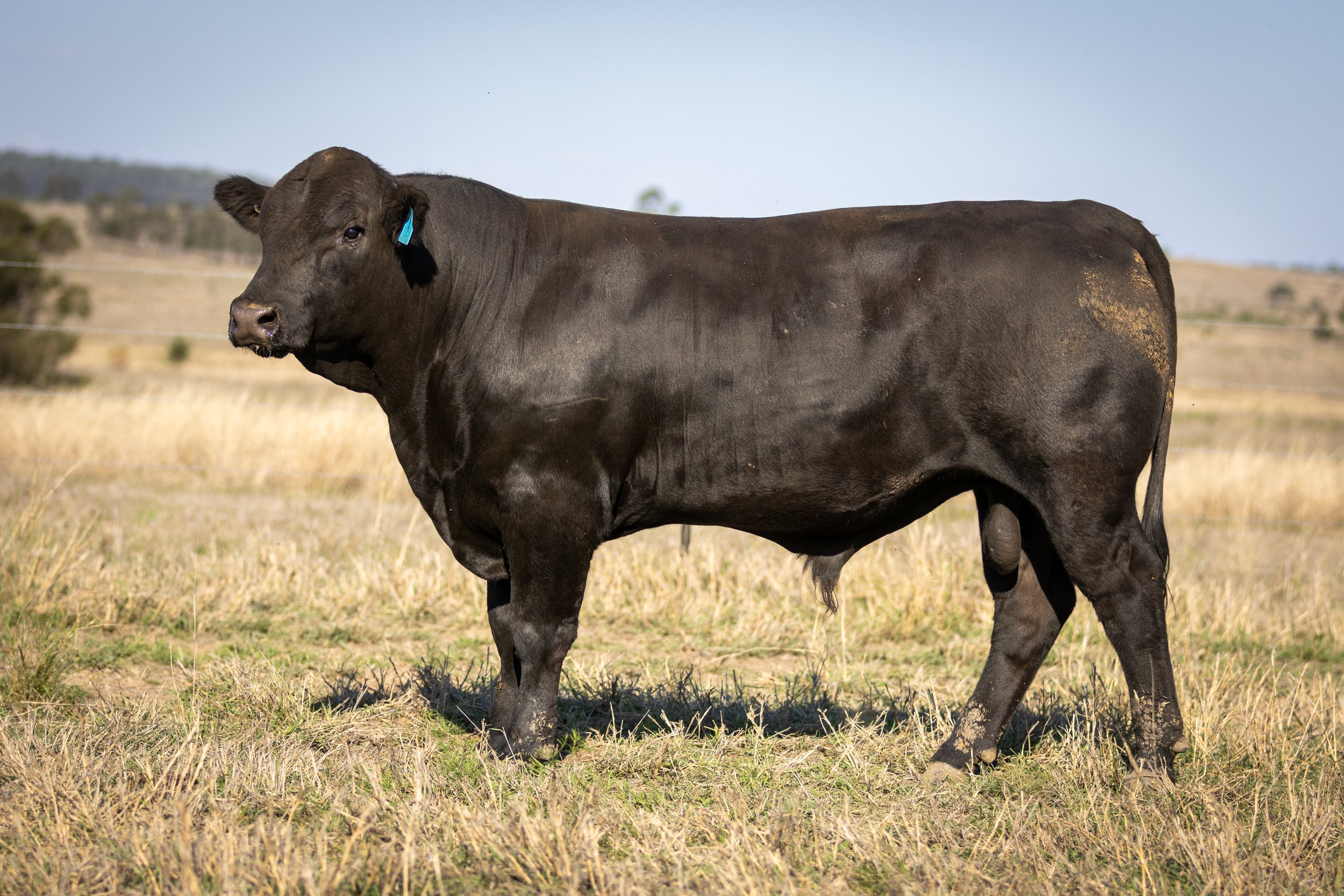 A black Simmental  cow standing in a field with dry grass, hills, and trees in the background under a clear sky.
