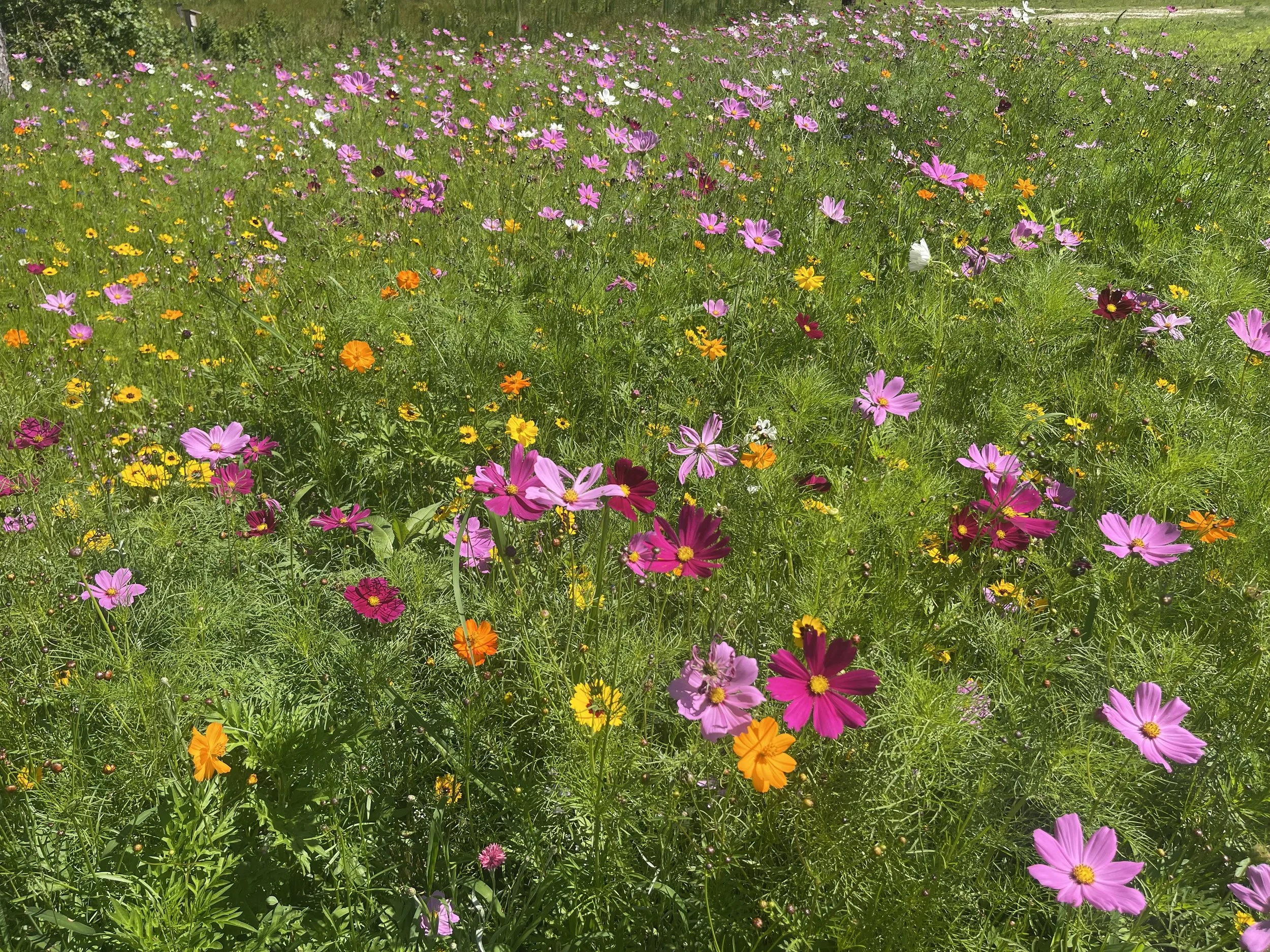 Field of colorful wildflowers with pink, orange, yellow, purple, and white blooms under bright sunlight.