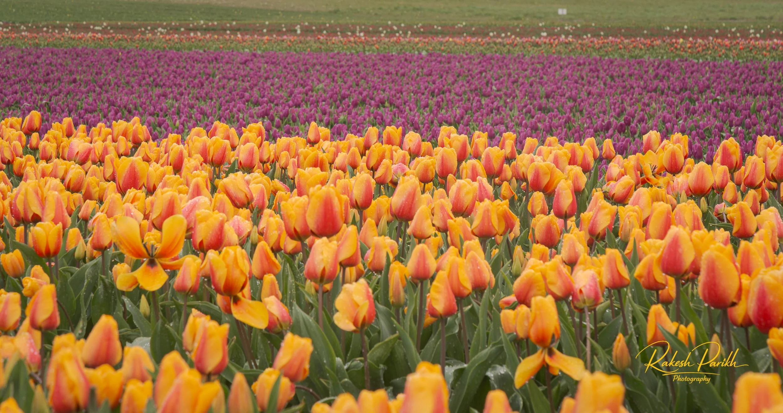 tulips and glass-6.jpg