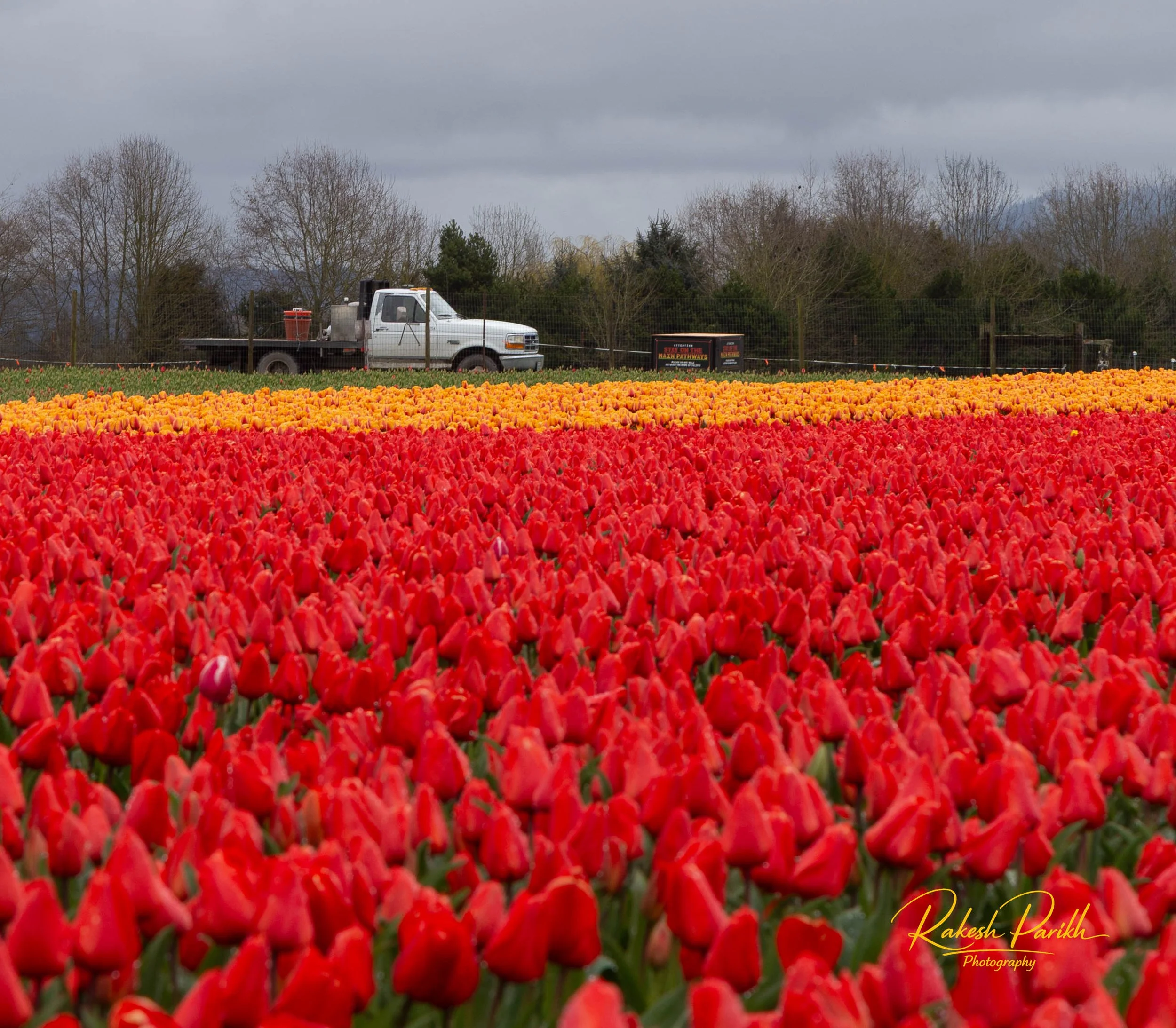 tulips and glass-2.jpg