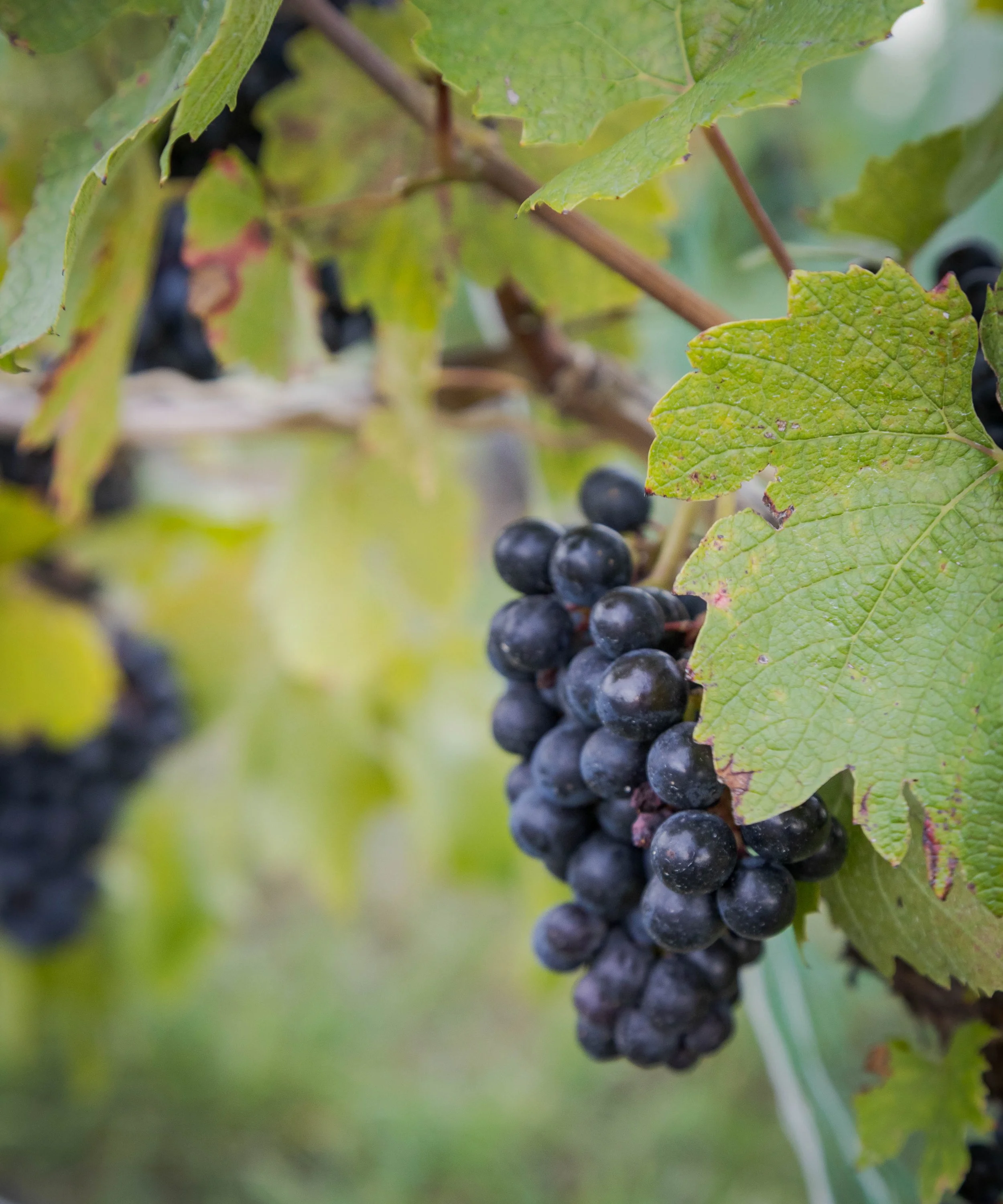 Traverse city-4.jpeg