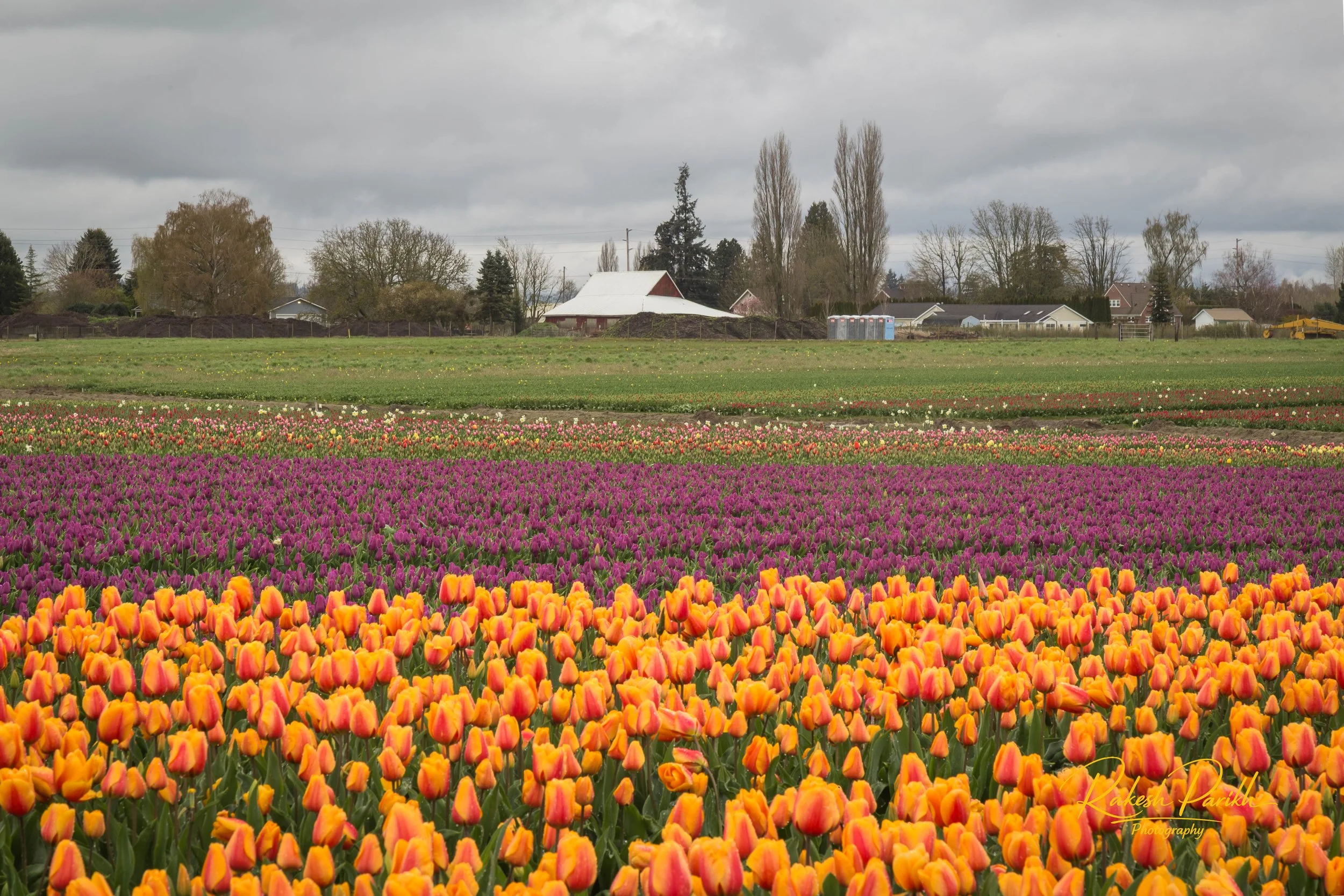tulips and glass-9.jpg