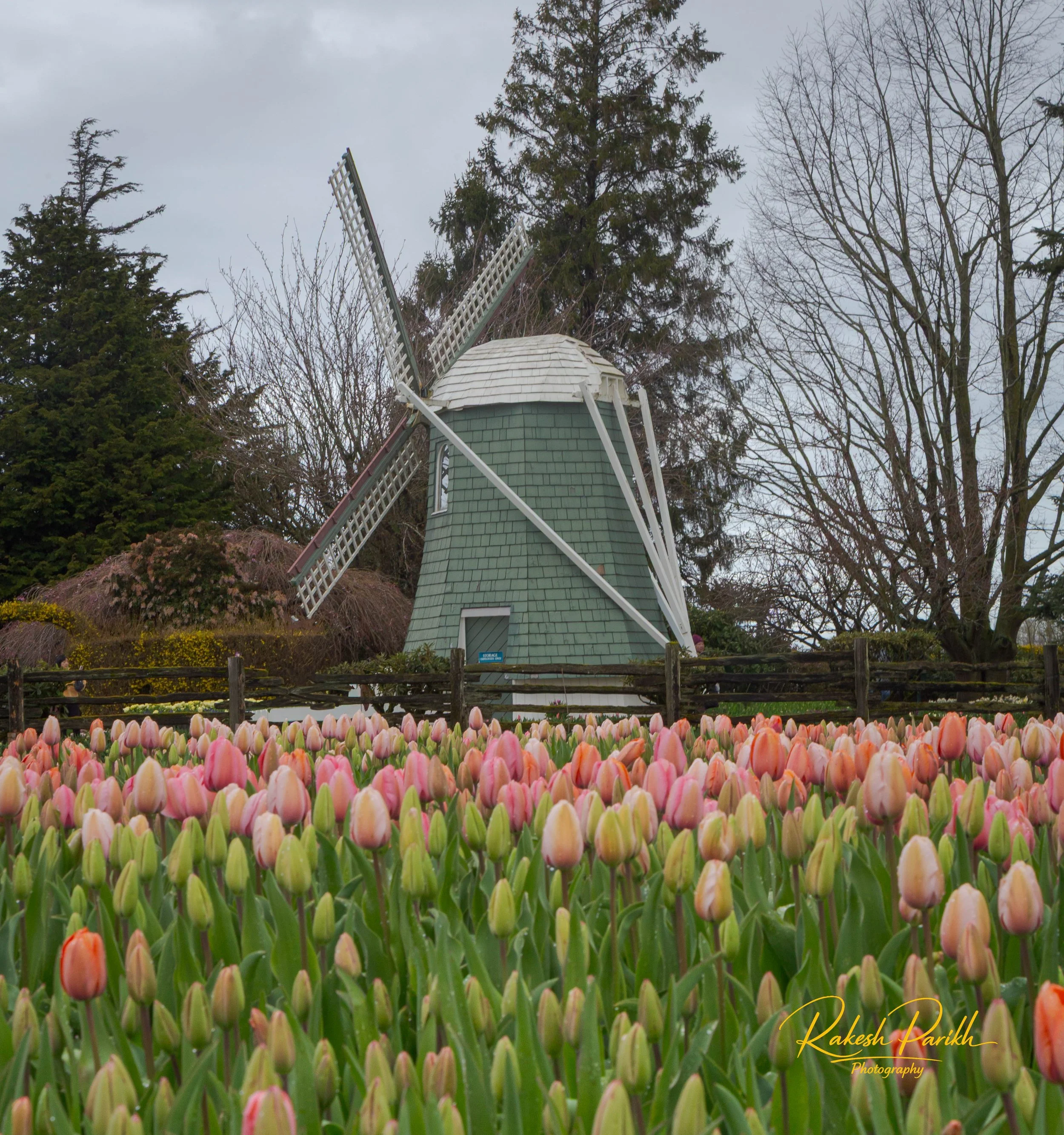 tulips and glass-11.jpg