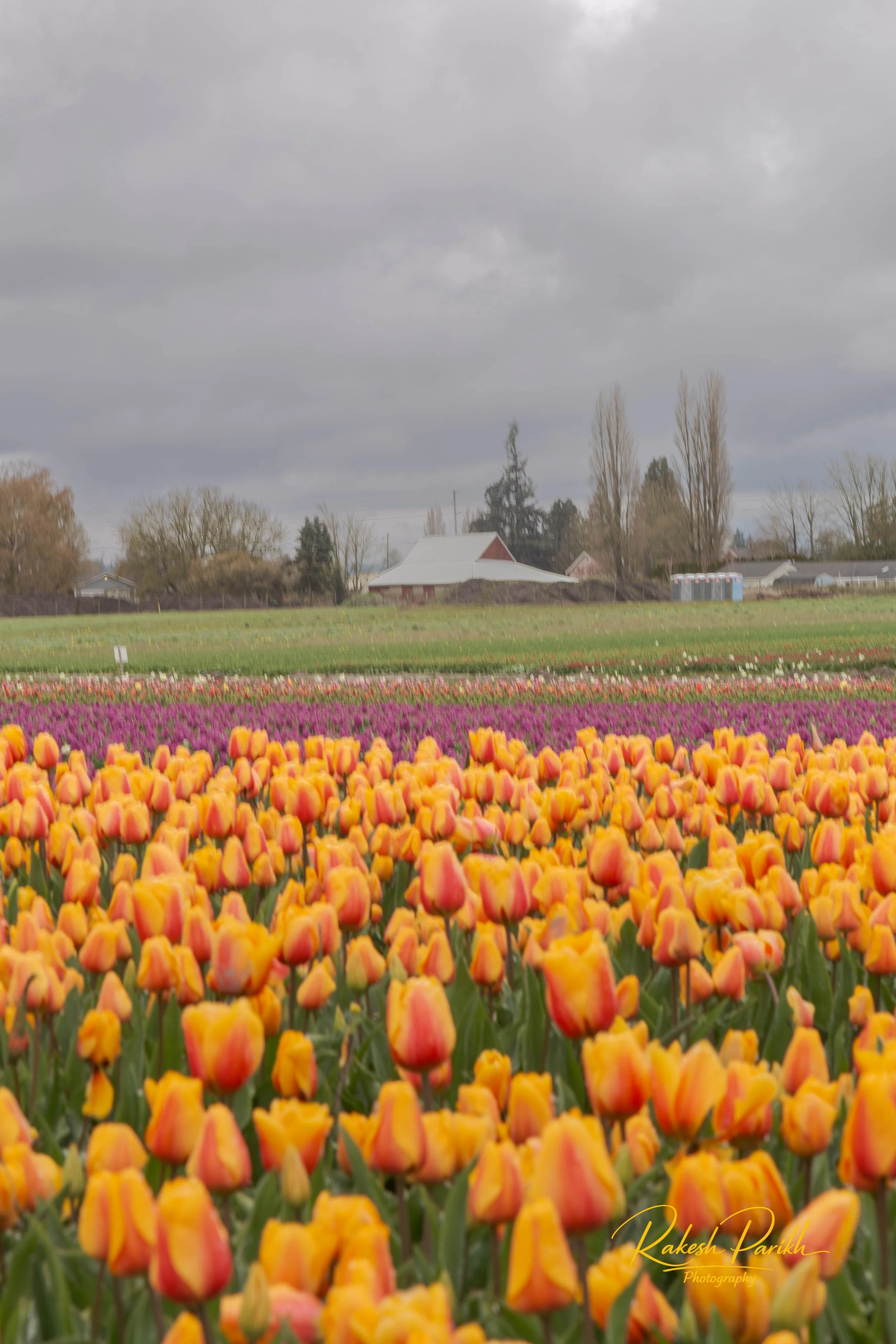 tulips and glass-10.jpg
