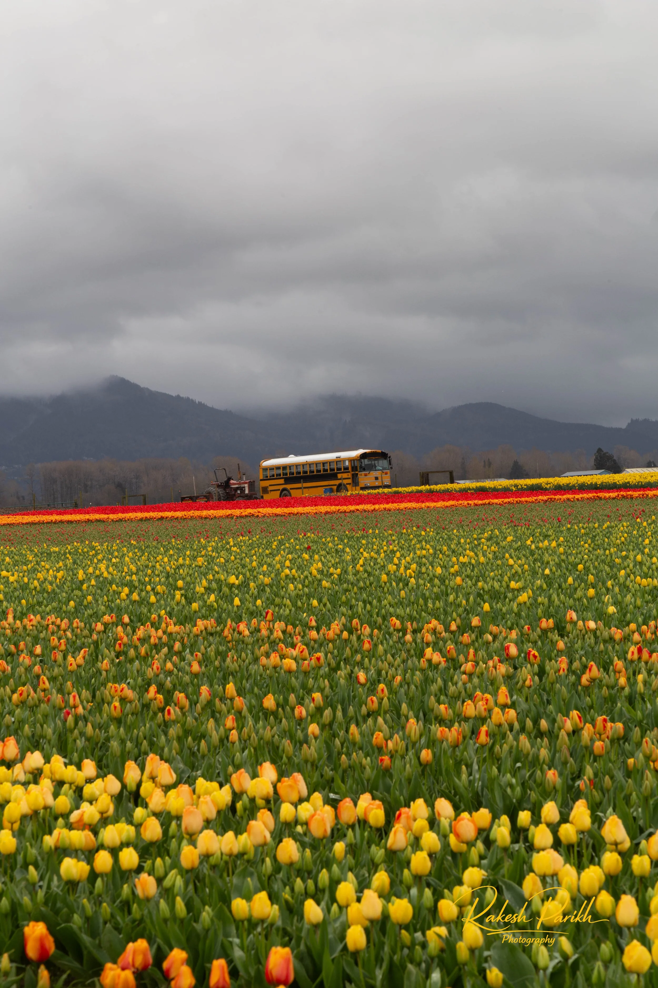 tulips and glass-8.jpg