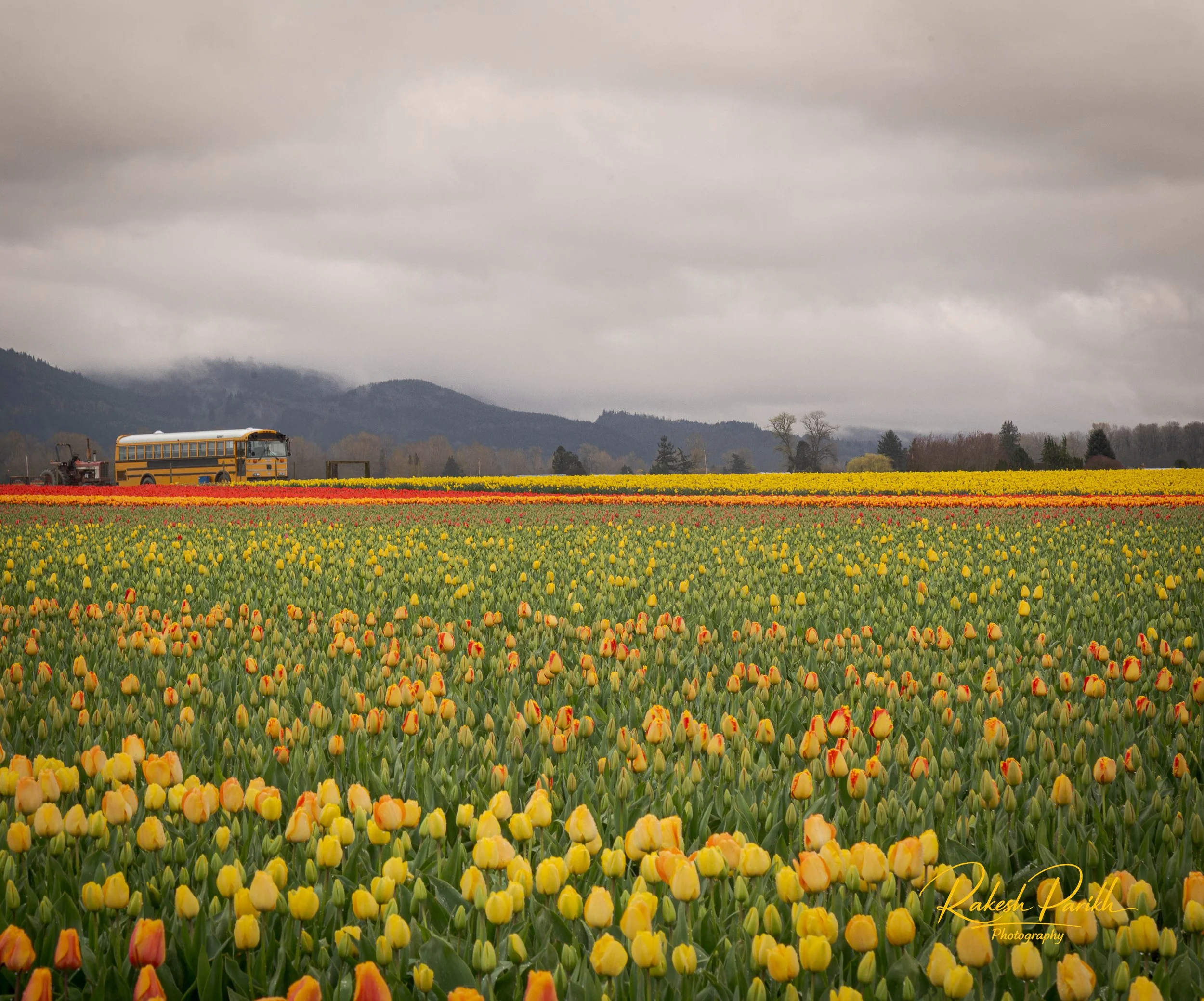 tulips and glass-7.jpg