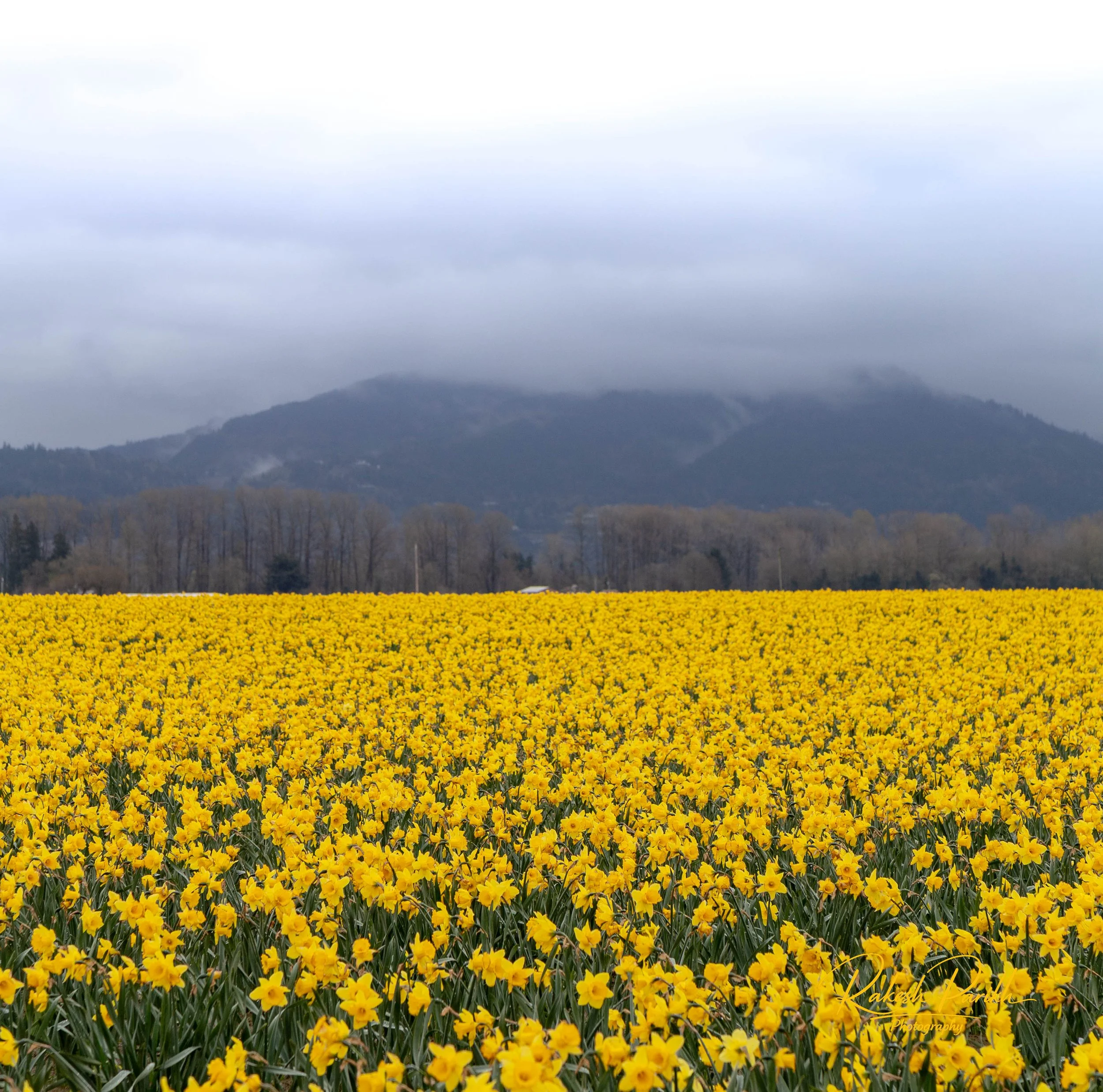 tulips and glass-1.jpg