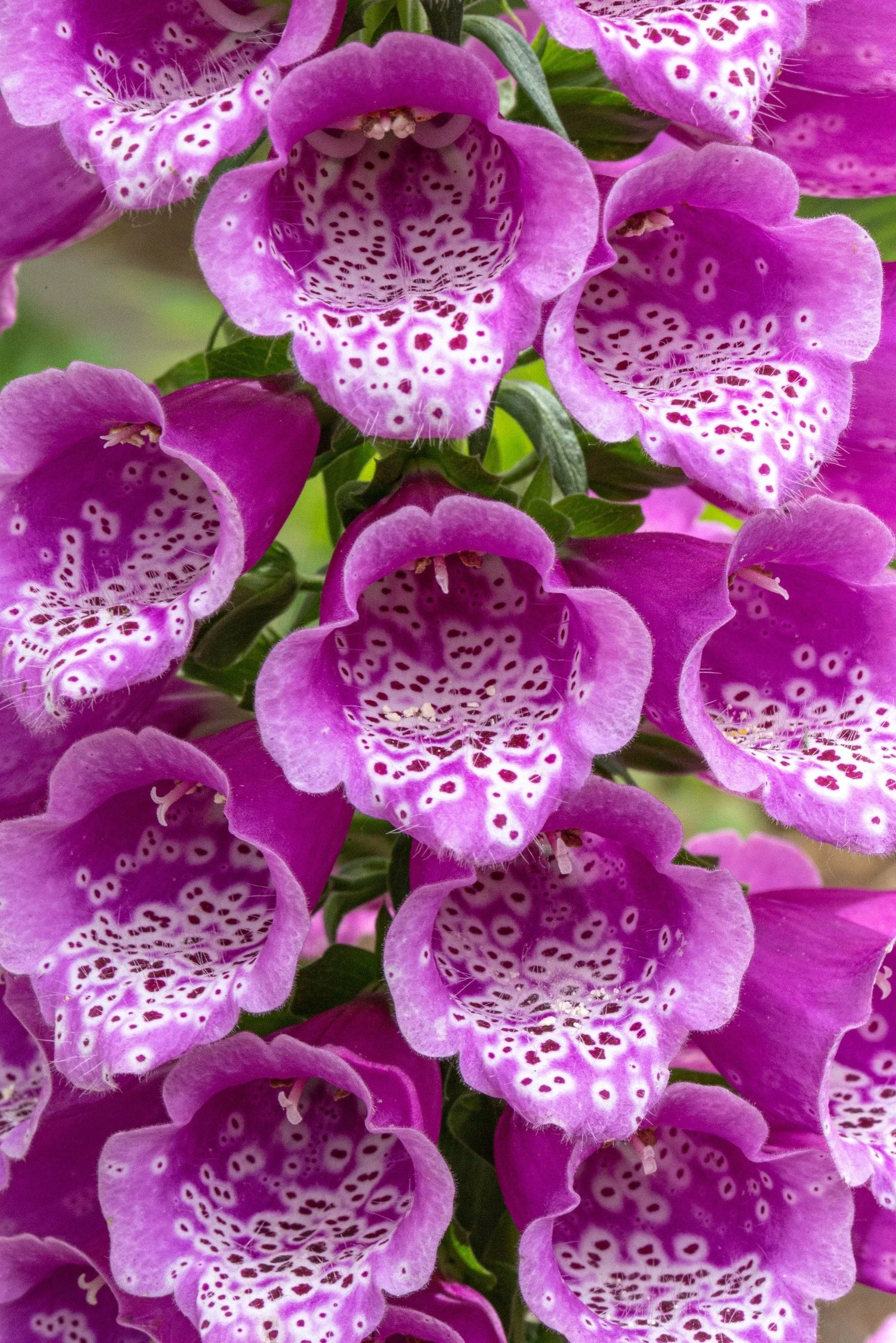 Spring flowers macro-3.jpeg