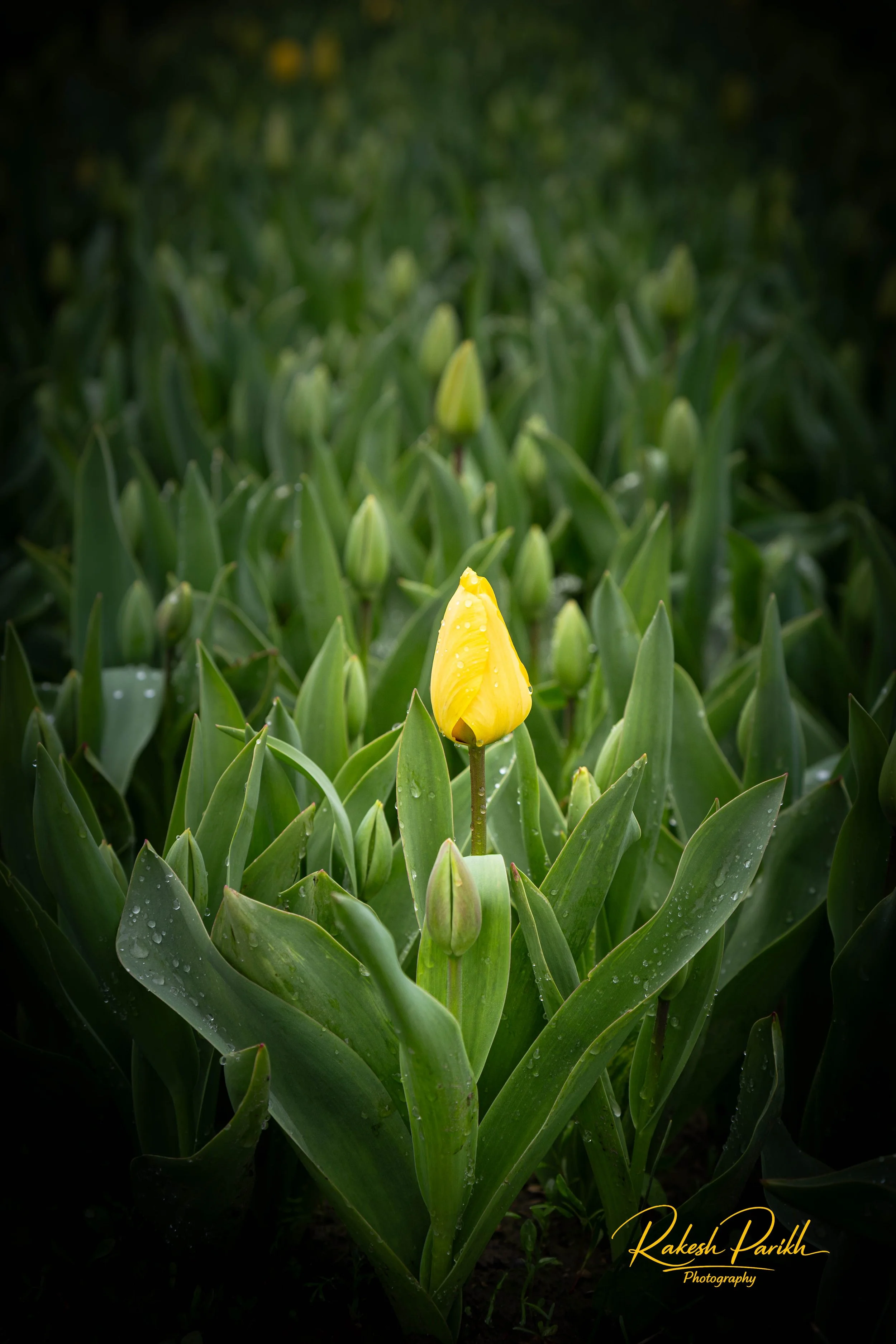 tulips and glass-3.jpg