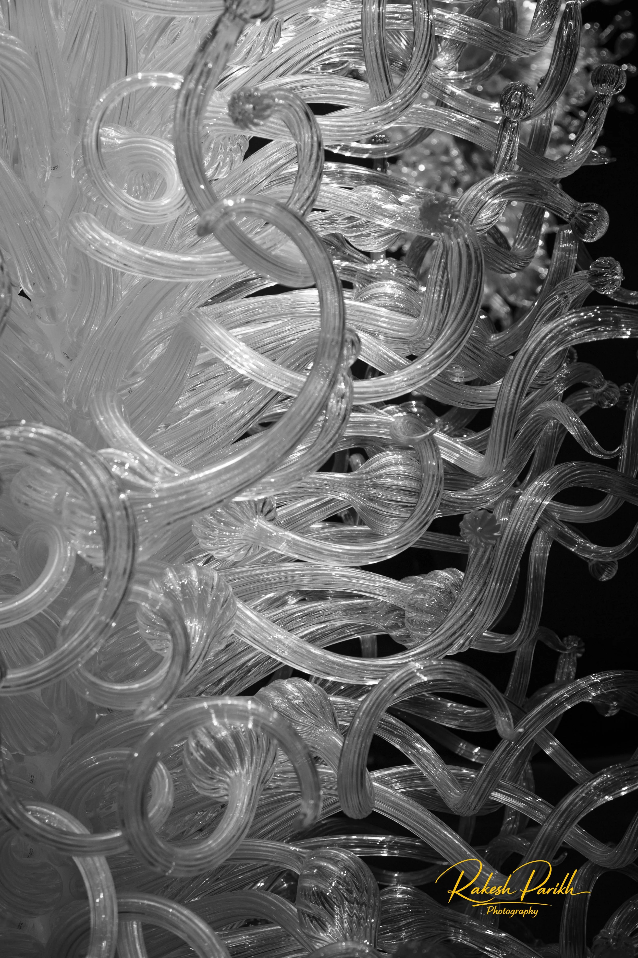 tulips and glass-15.jpg