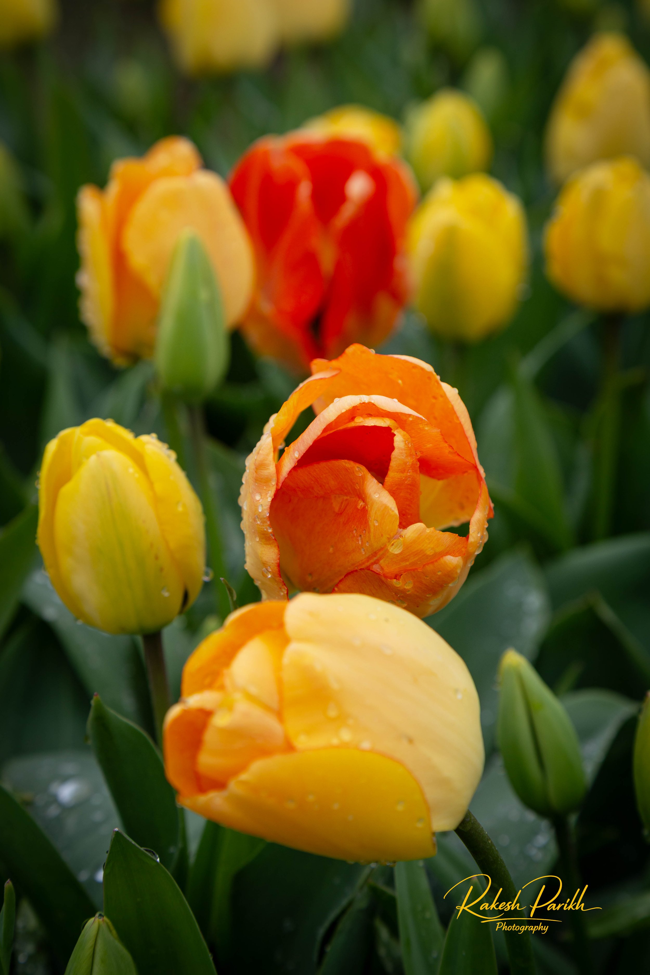 tulips and glass-4.jpg