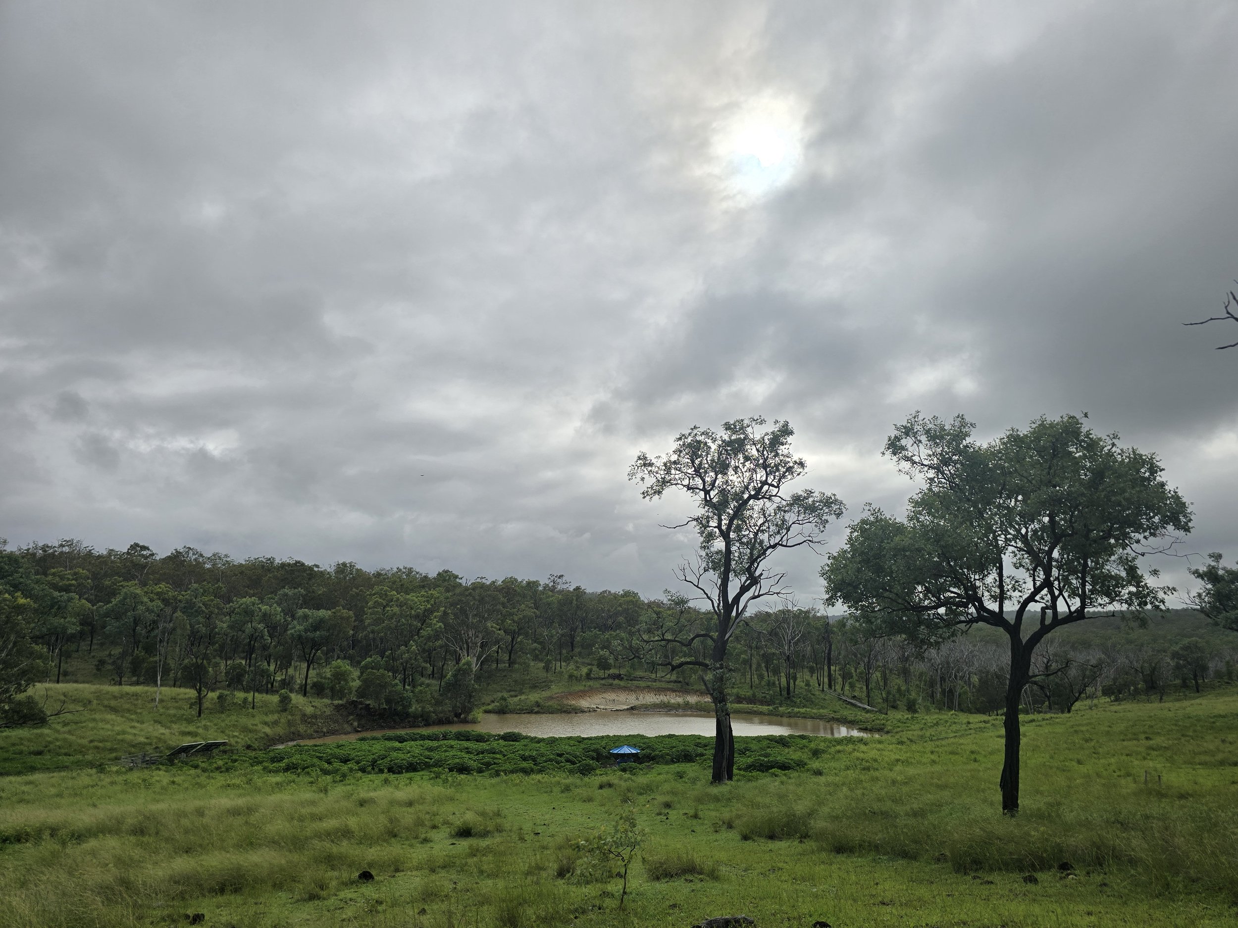 A grassy field with two tall trees in the foreground, a pond behind them, and a forested hill in the background under cloudy sky.