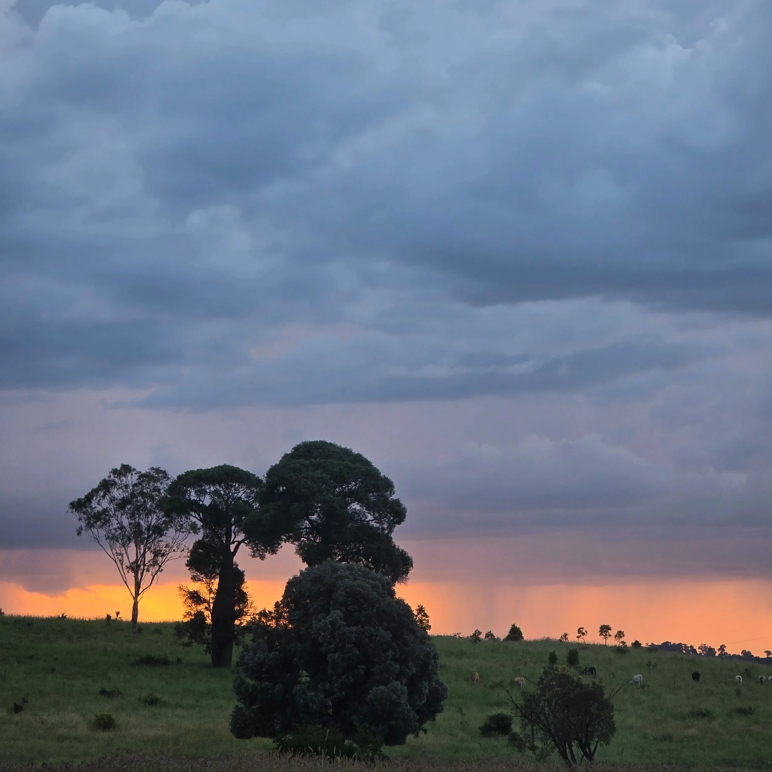 A landscape with trees and a green field under a cloudy sky at sunset.
