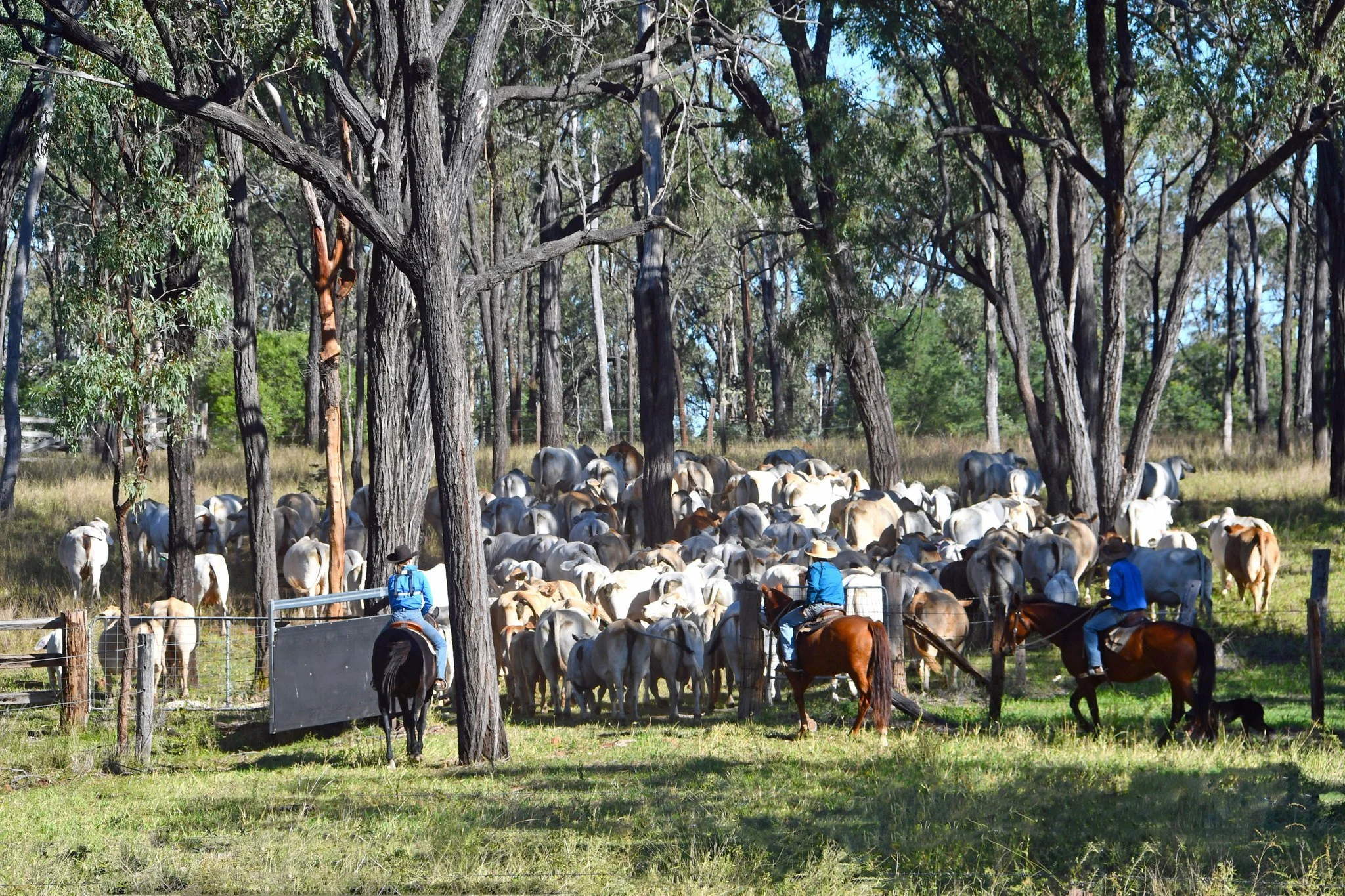 Cowboys on horseback herding a large herd of cattle through a wooded area with tall trees and green grass.