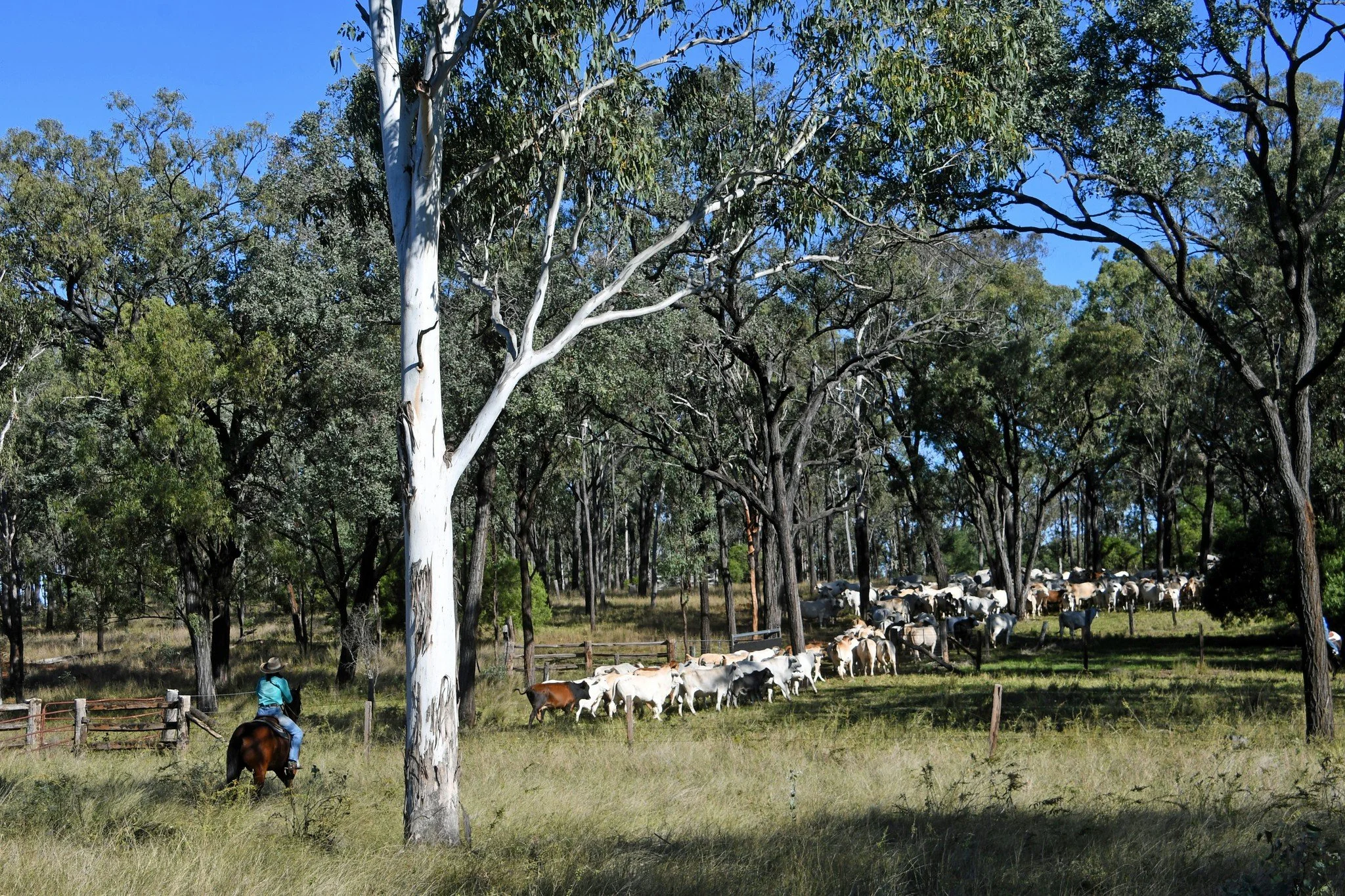 A person riding a horse in a grassy field with a herd of cattle grazing among trees under a blue sky.