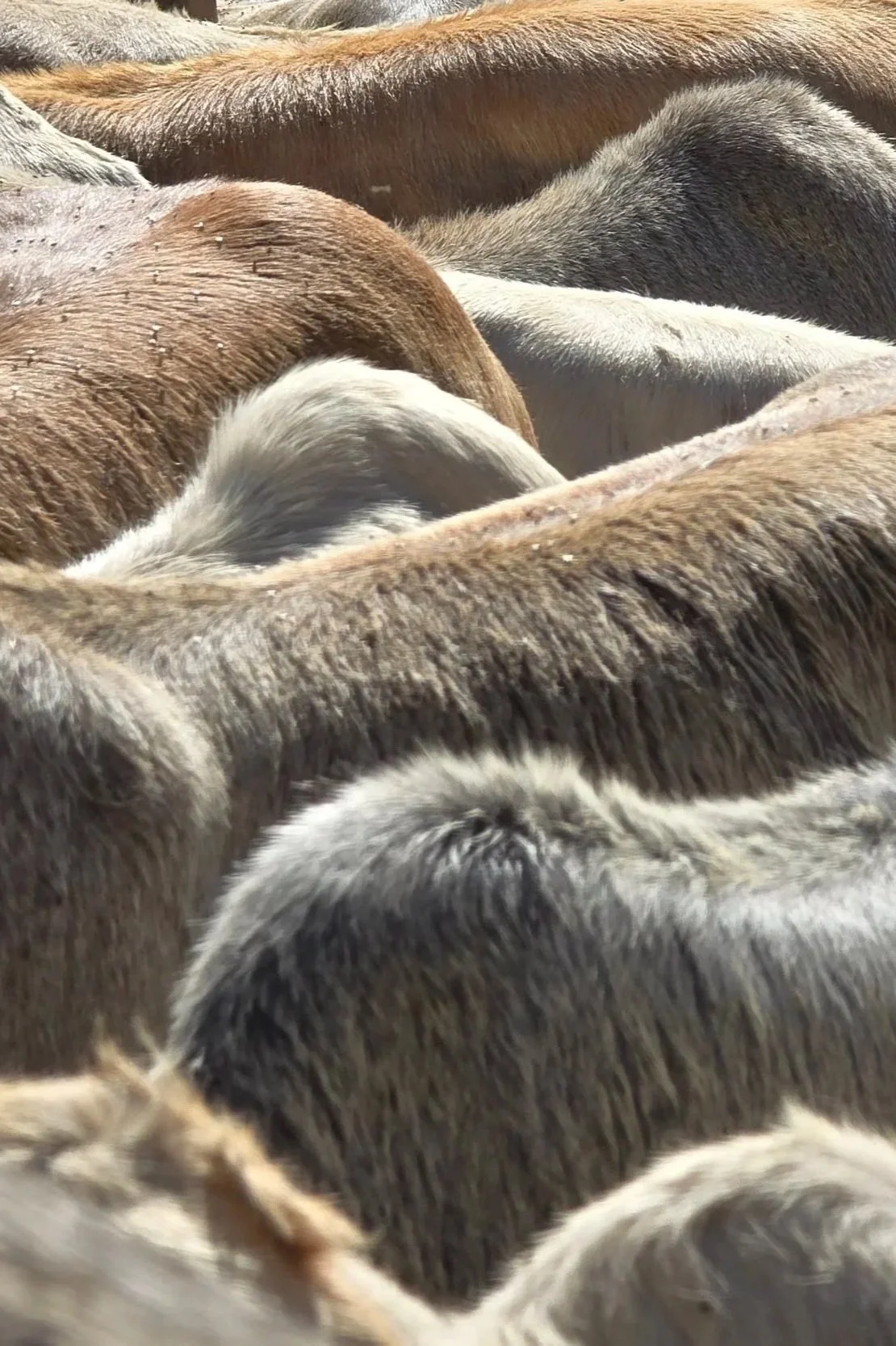 Close-up of the backs of several cows with various shades of brown, gray, and white fur, standing closely together.