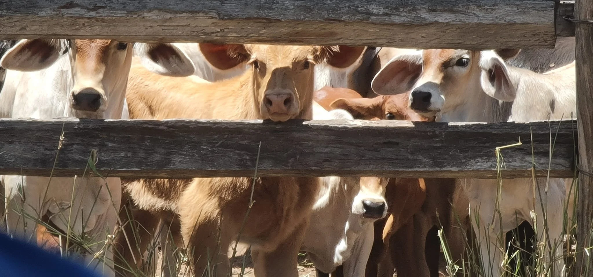 Group of cows peeking through a wooden fence, some looking directly ahead, with grass at the bottom of the image.