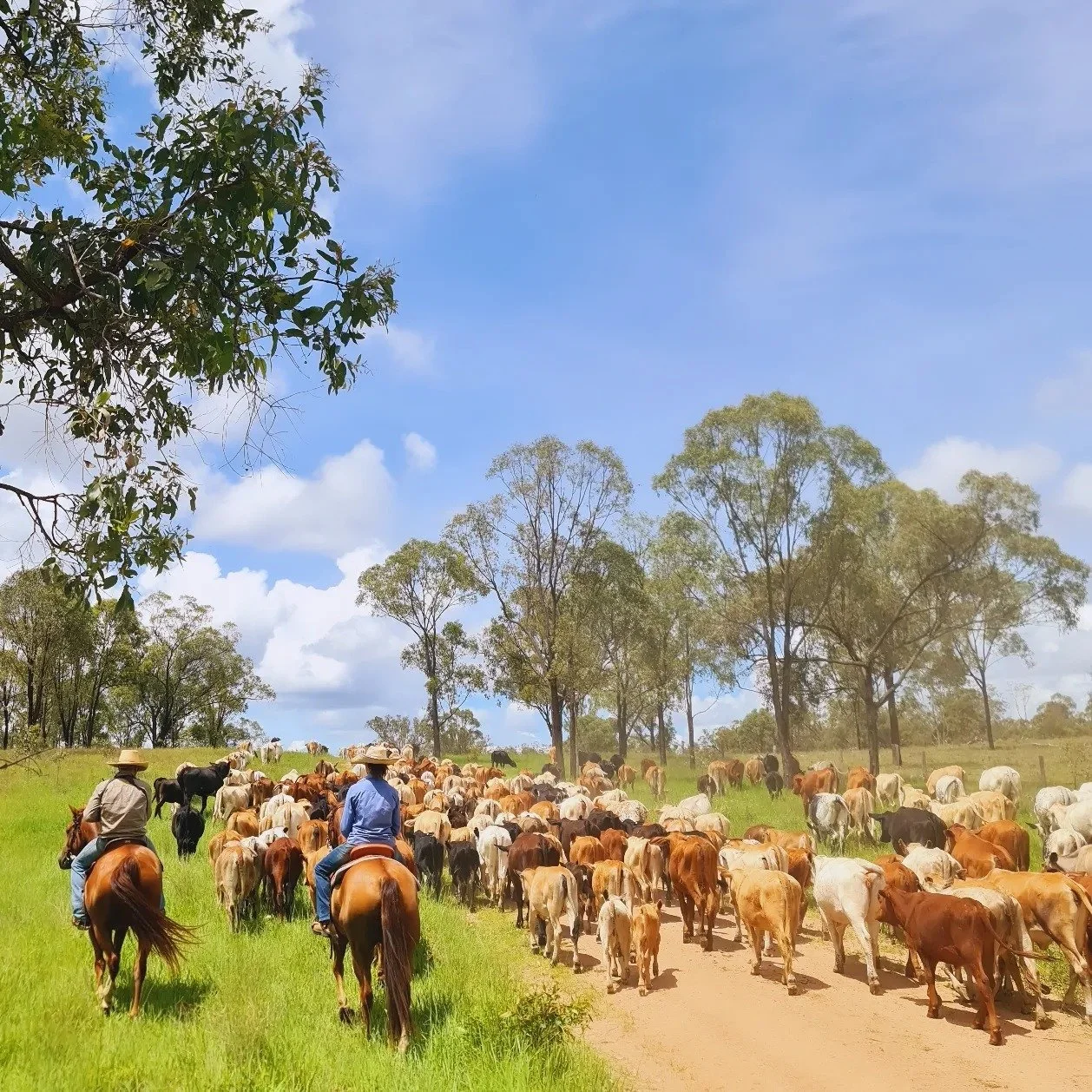 Two cowboys riding horses through a green pasture with a large herd of cattle, trees in the background, under a blue sky with some clouds.