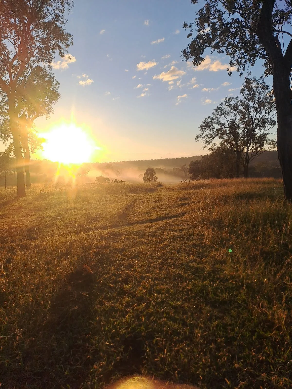 Sunrise over a grassy field with trees and a slight mist in the distance.