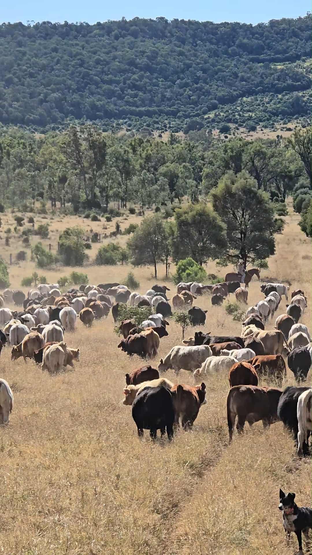 A herd of cows and a dog in a grassy field with trees and mountains in the background.
