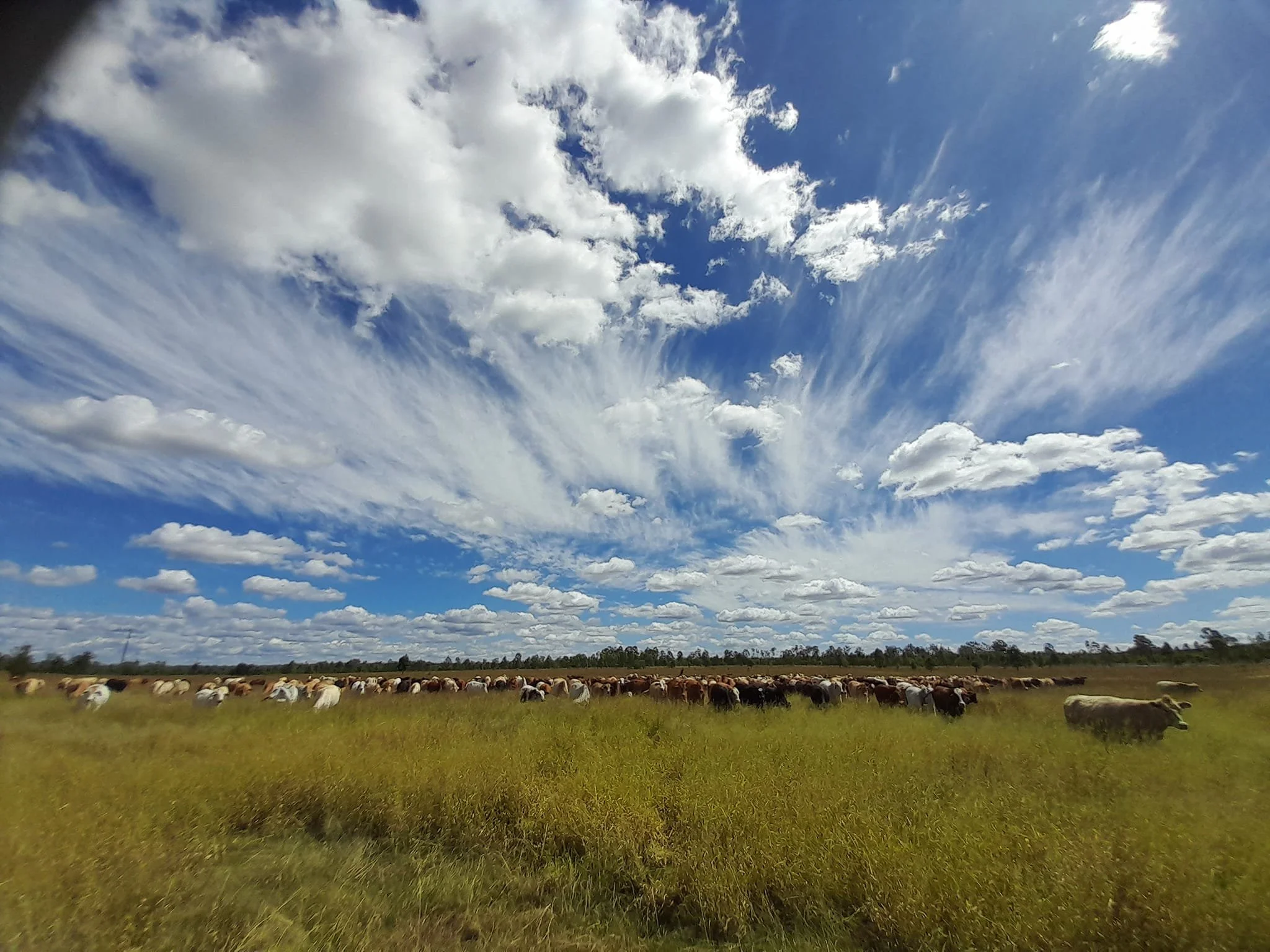 A herd of cattle grazing in a grassy field under a blue sky with white clouds.