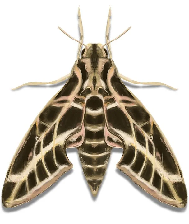 Sphinx Moth