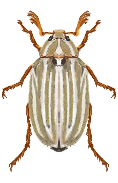 Ten Lined June Beetle