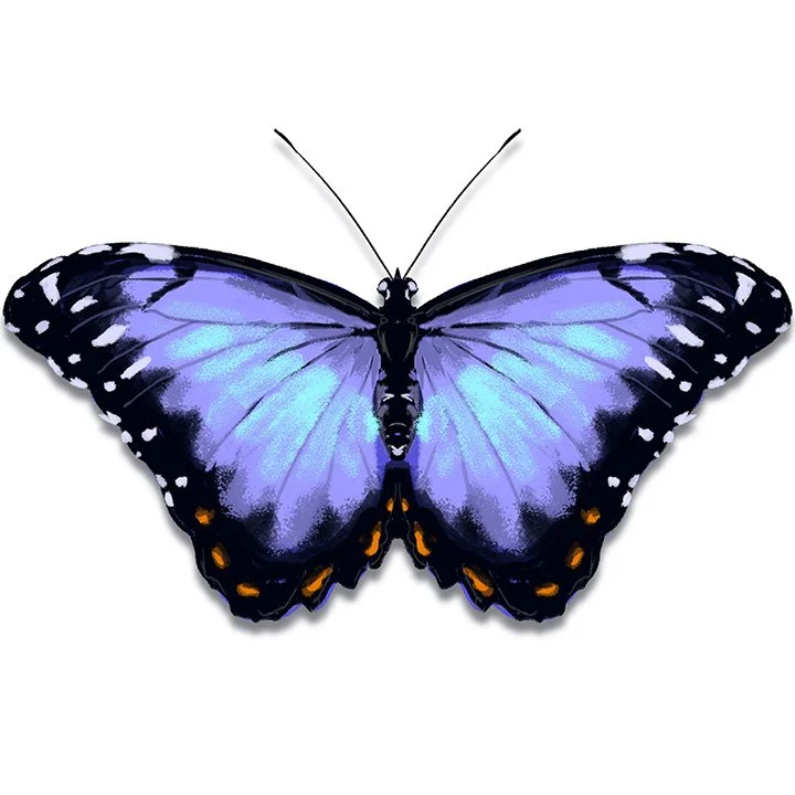 Blue Morpho Butterfly