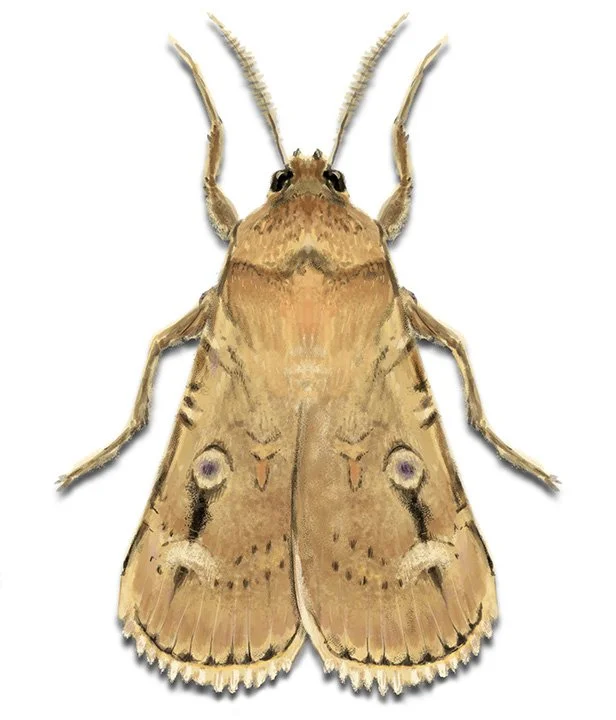 Bogong Moth