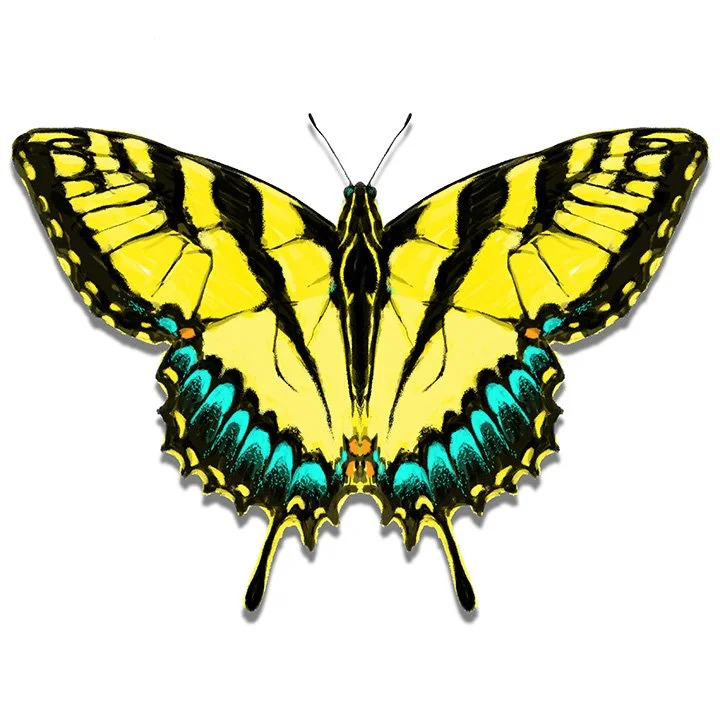 Swallowtail Butterfly