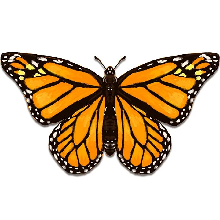 Monarch Butterfly