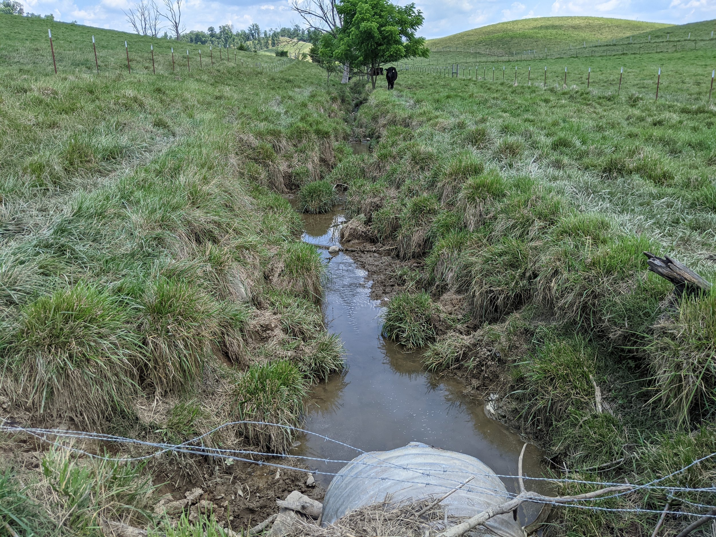 A small creek running through a grassy hillside with a cow in the distance and a fenced field.