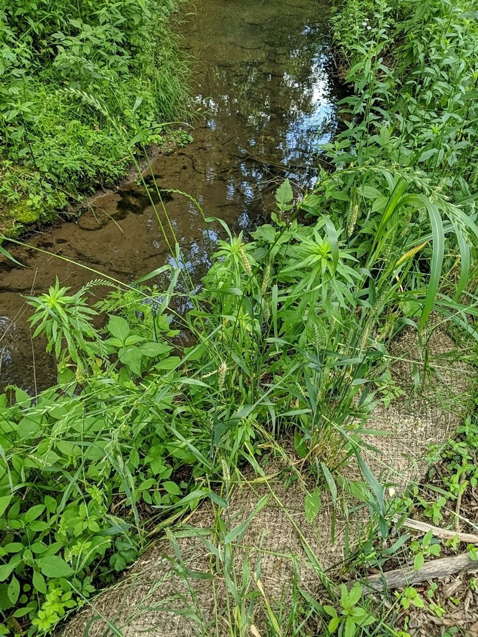 A small, shallow creek bordered by lush green grass and various plants.