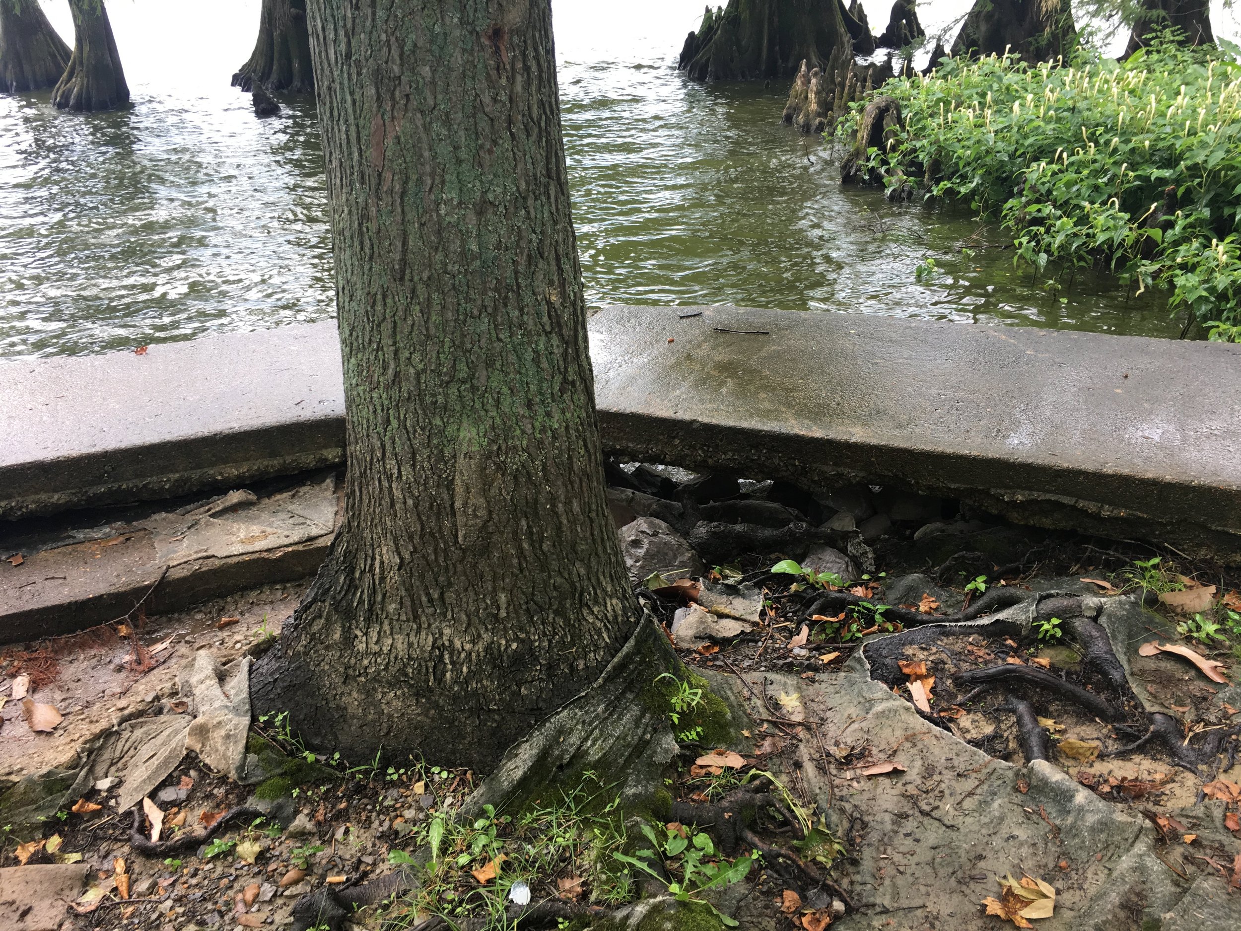 Tree trunk near a concrete edge by water with rocks and plants