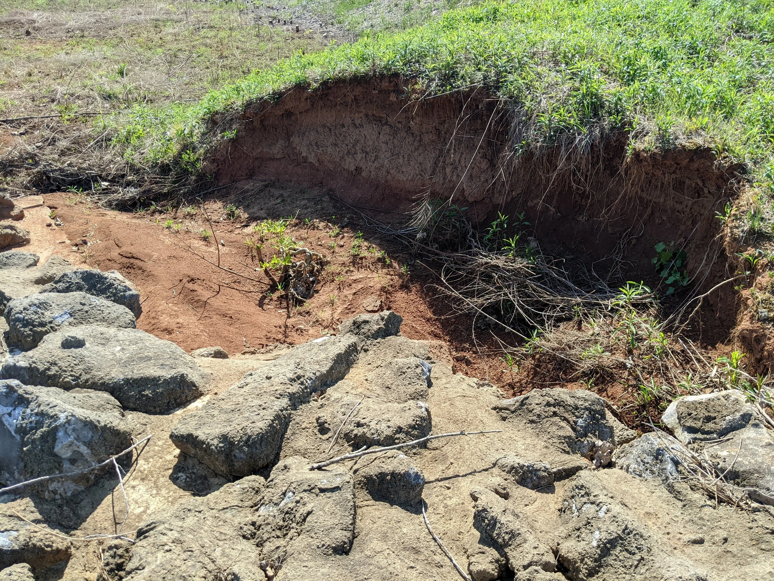 Close-up of eroded soil with rocks and small plants in a field.
