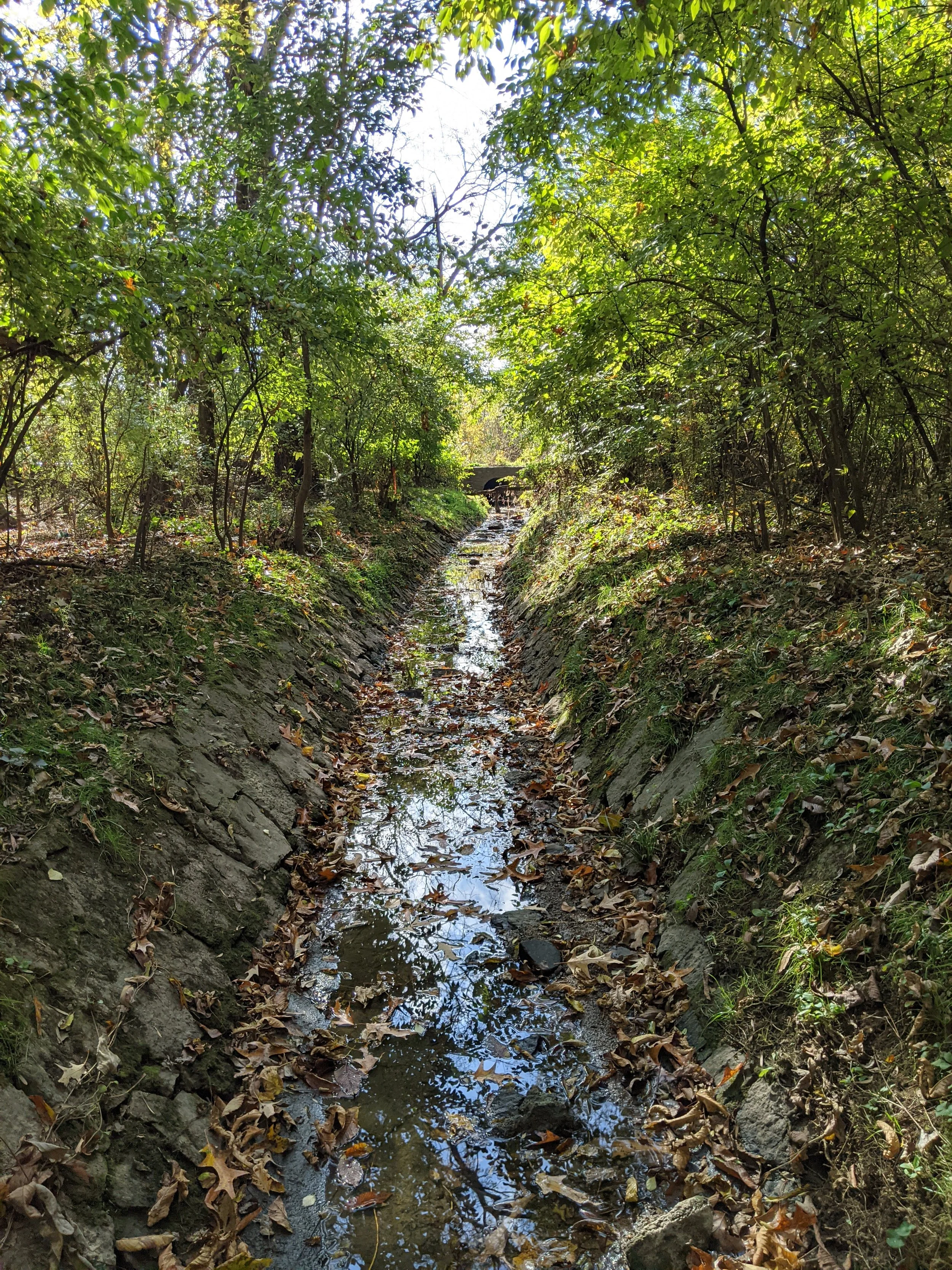 A narrow, rocky creek bordered by stone walls and covered with fallen leaves, surrounded by dense green trees and foliage under a bright sky.