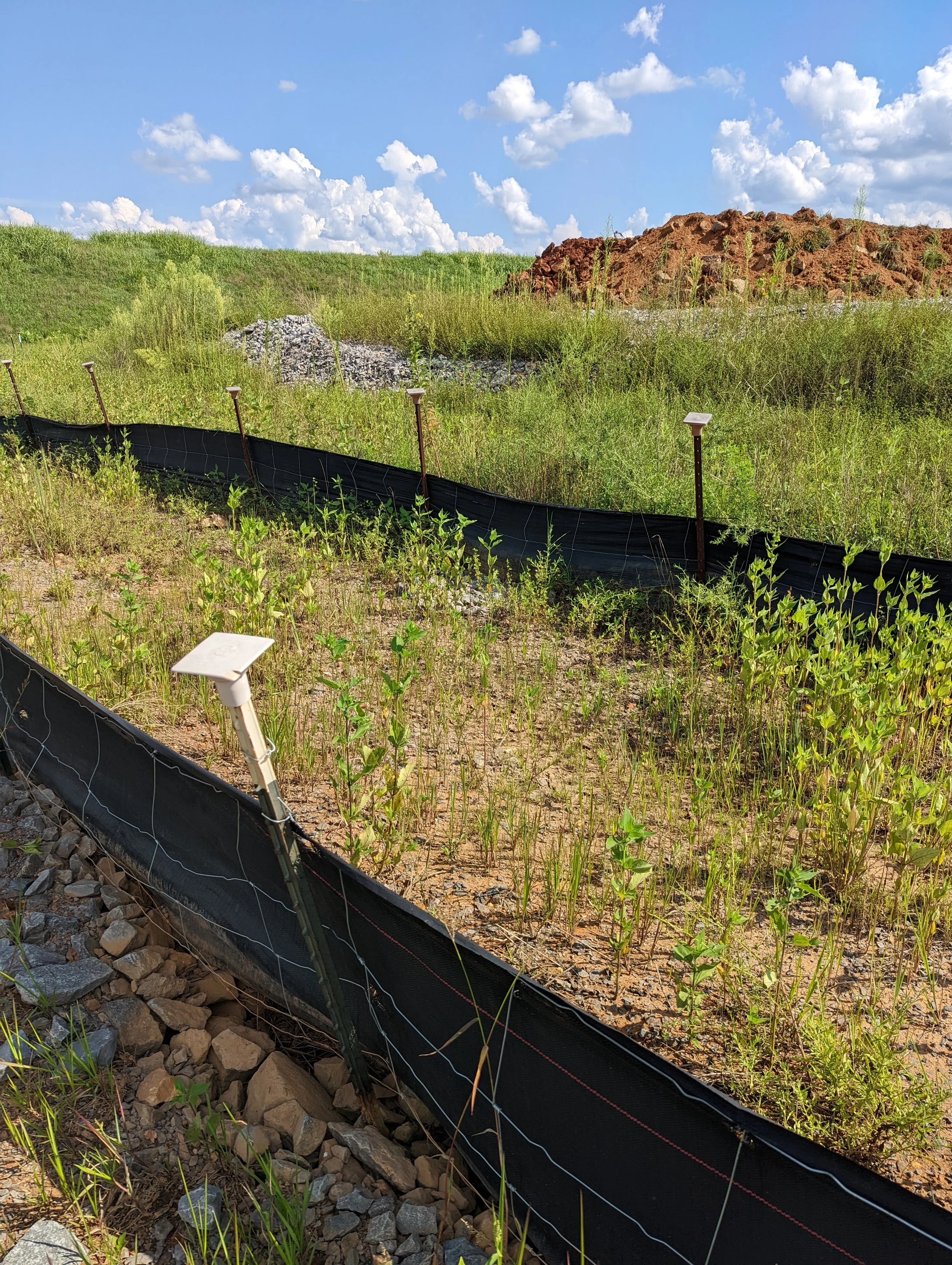 Young plants growing in mounded soil with black plastic fencing supported by metal stakes, under a partly cloudy sky with rolling grassy hills in the background.
