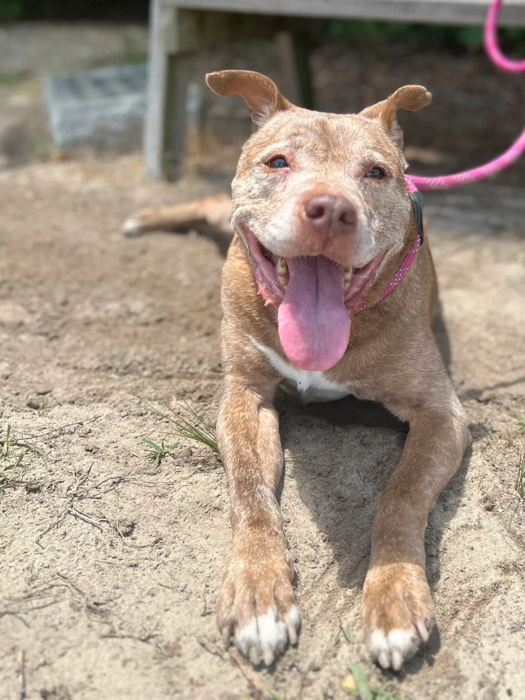 A happy brown pitbull mix dog with a pink collar lying on the dirt ground, mouth open and tongue out, outdoors.