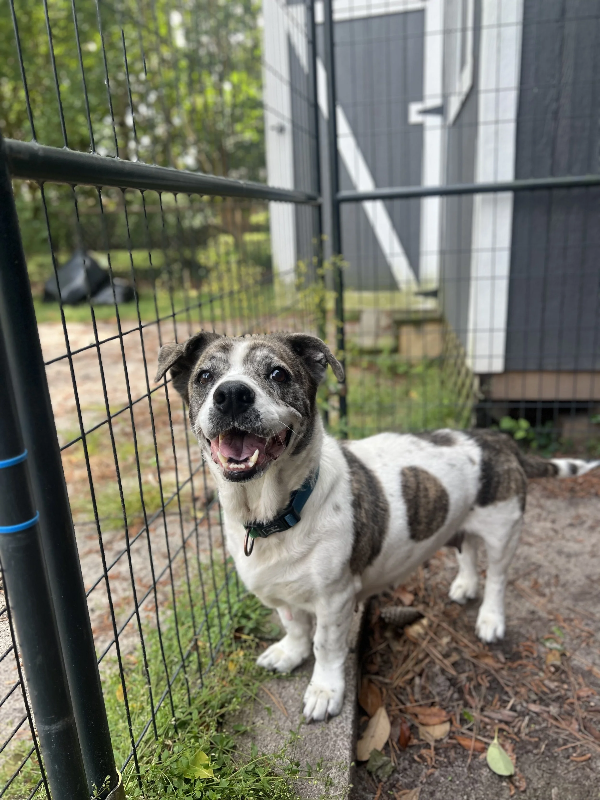 A happy, white and gray brindle dog with a black collar standing behind a black metal fence outdoors, with green trees and a house visible in the background.