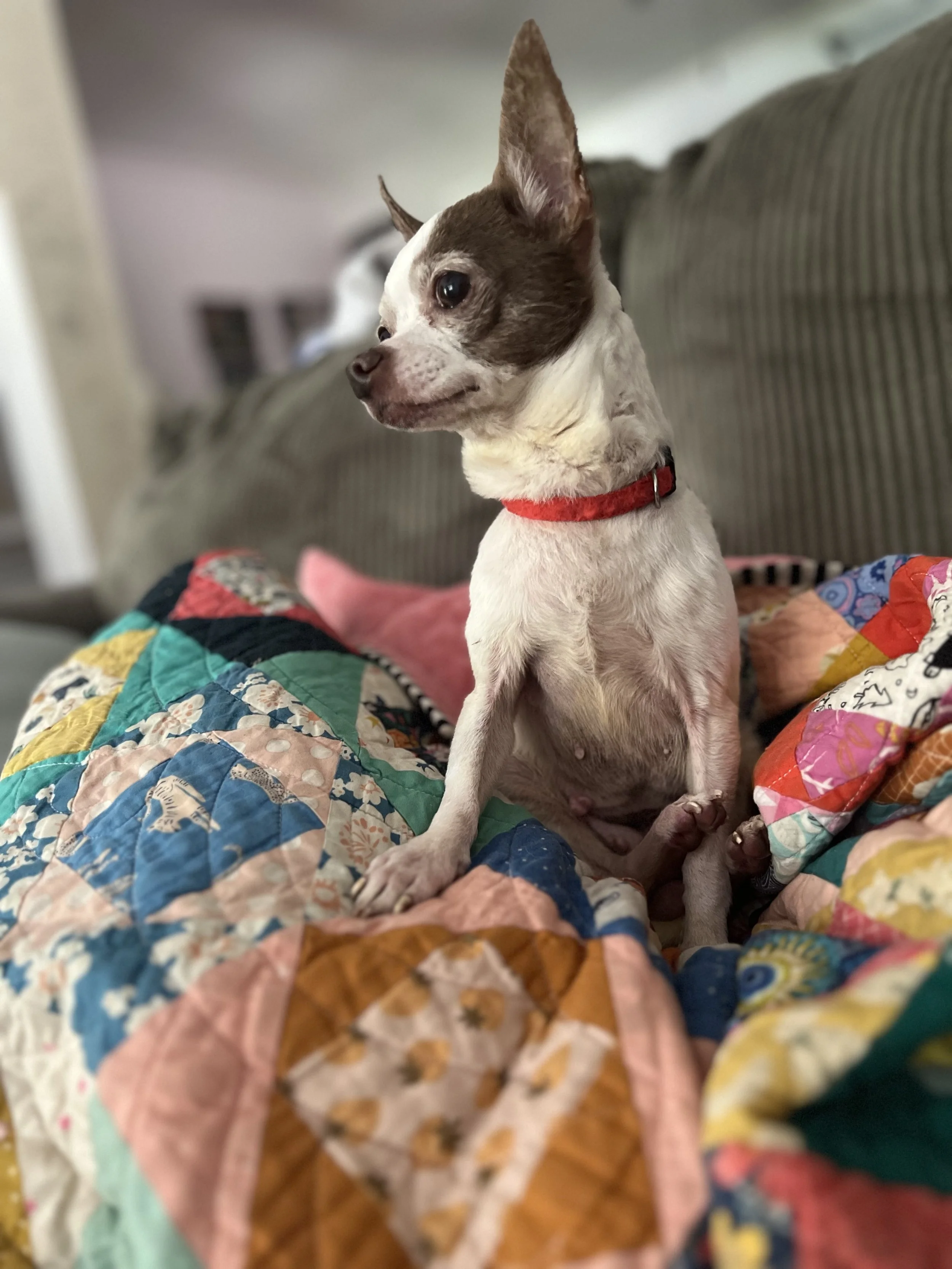 Small dog, white and brown, sitting on a colorful quilted blanket, wearing a red collar, in a living room.