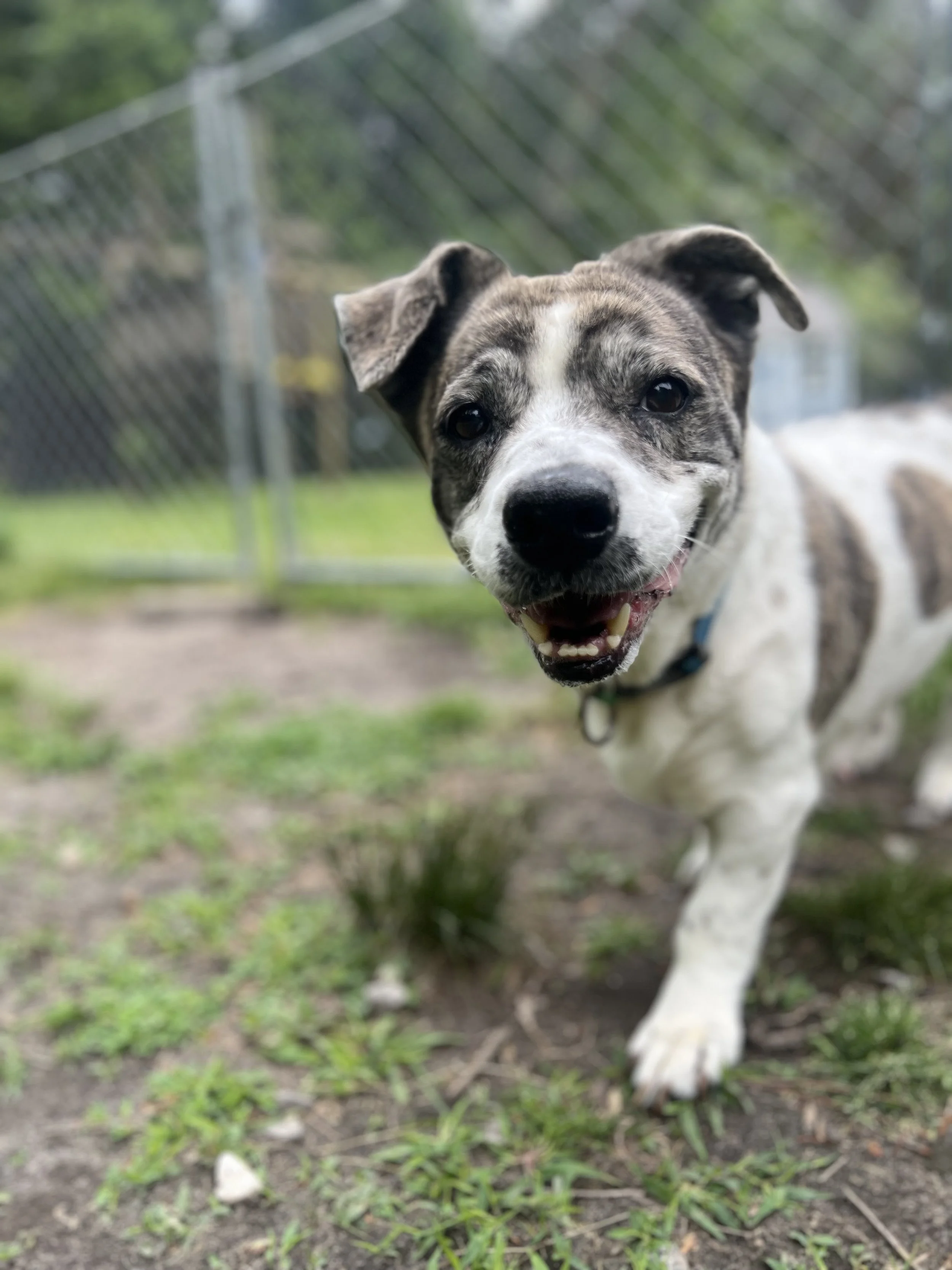 Close-up of a happy brindle and white dog with floppy ears, standing outdoors on grass with a chain-link fence in the background.