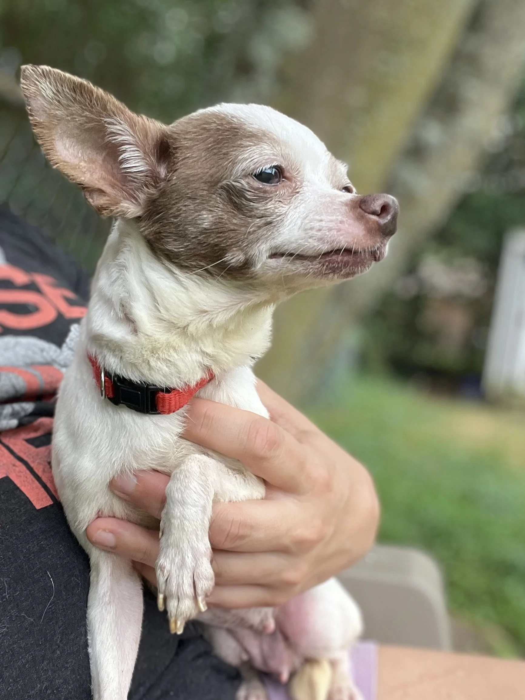 A small dog with light brown and white fur being held by a person's hand outdoors. The dog has large ears and is looking to the side.