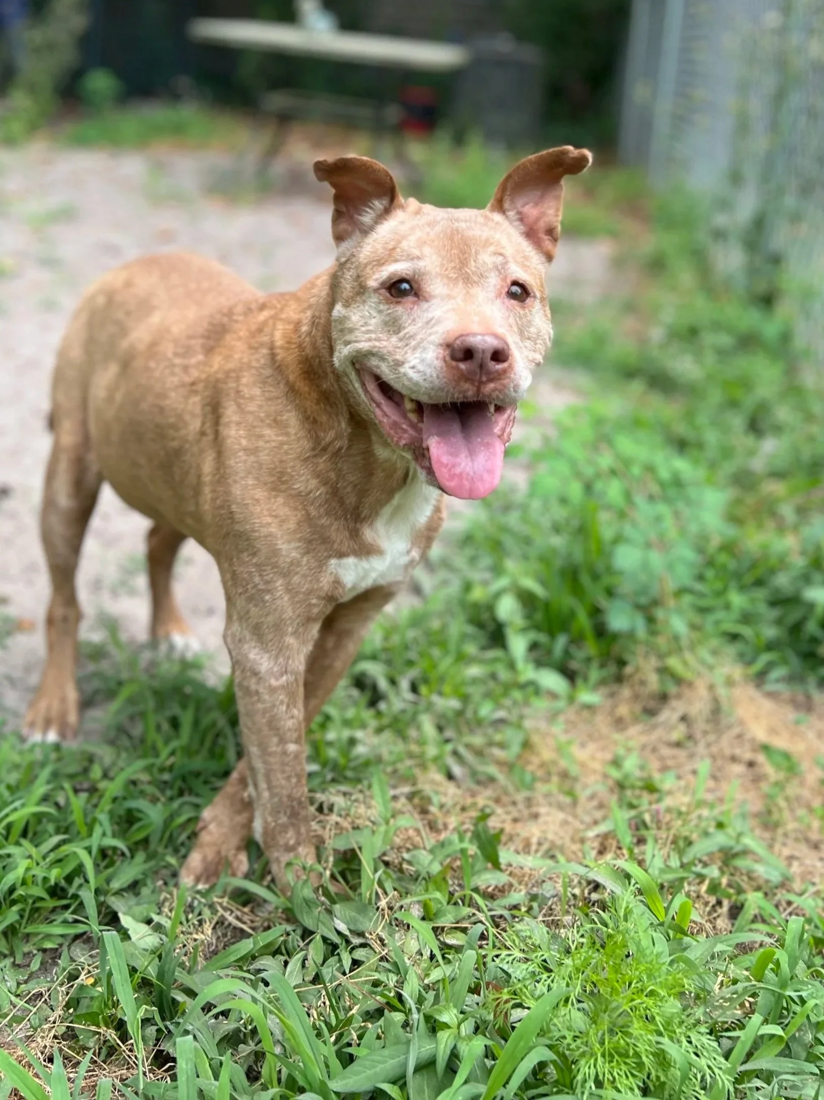 A happy brown dog with a white patch on its chest and a pink tongue hanging out, standing on grass with blurred greenery and a fence in the background.
