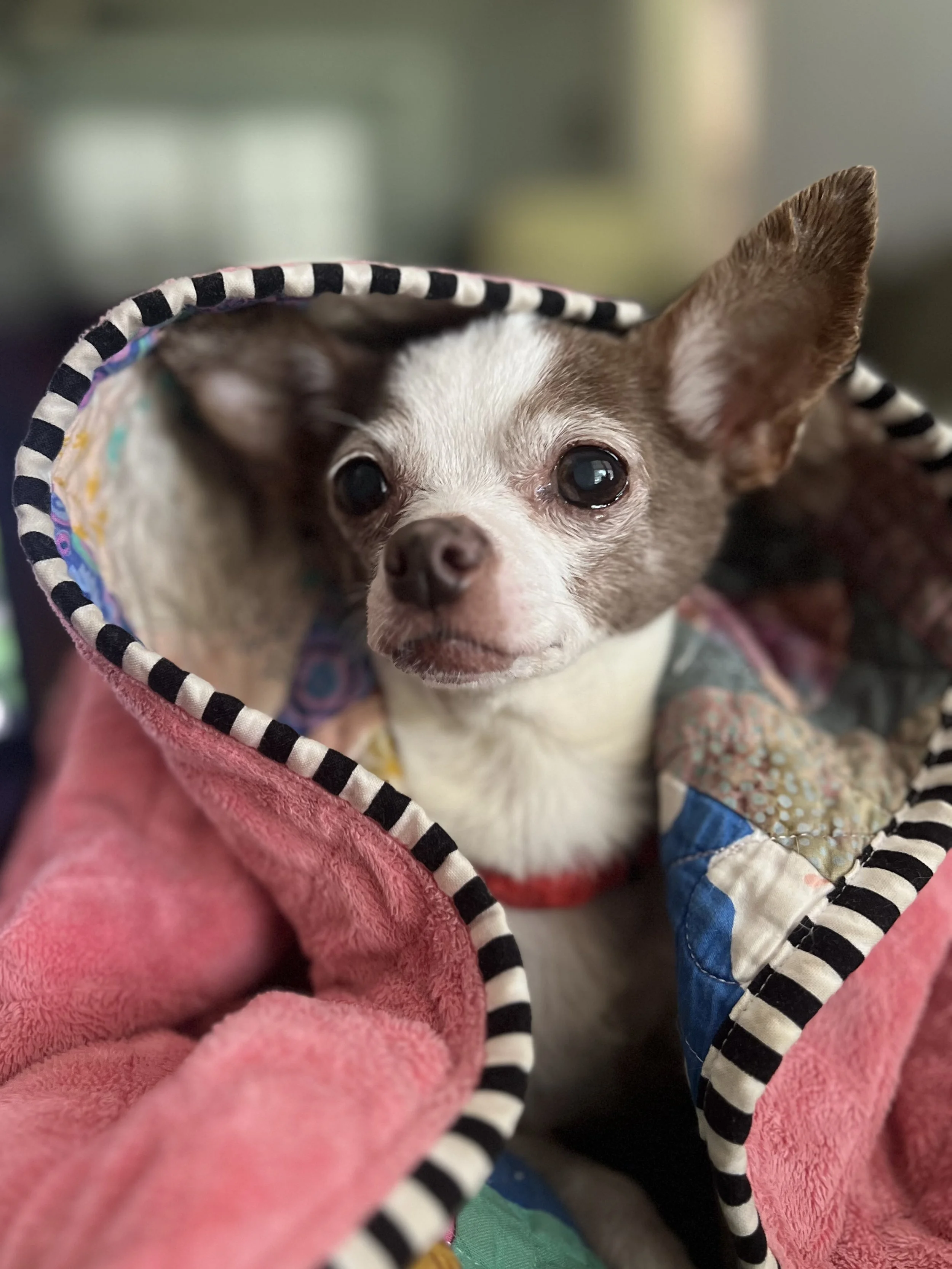Close-up of a small dog with big eyes, wearing a colorful hoodie with striped black and white trim, wrapped in a pink towel.