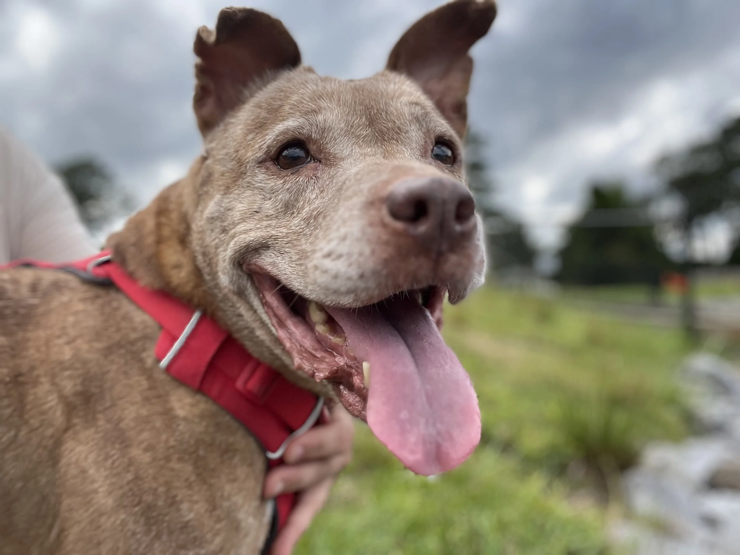Close-up of a happy brown dog with a red harness, sticking out its tongue and looking upward outdoors on a cloudy day.