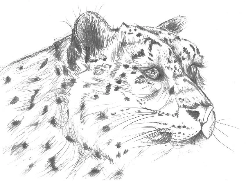 Leopard drawing West.JPG