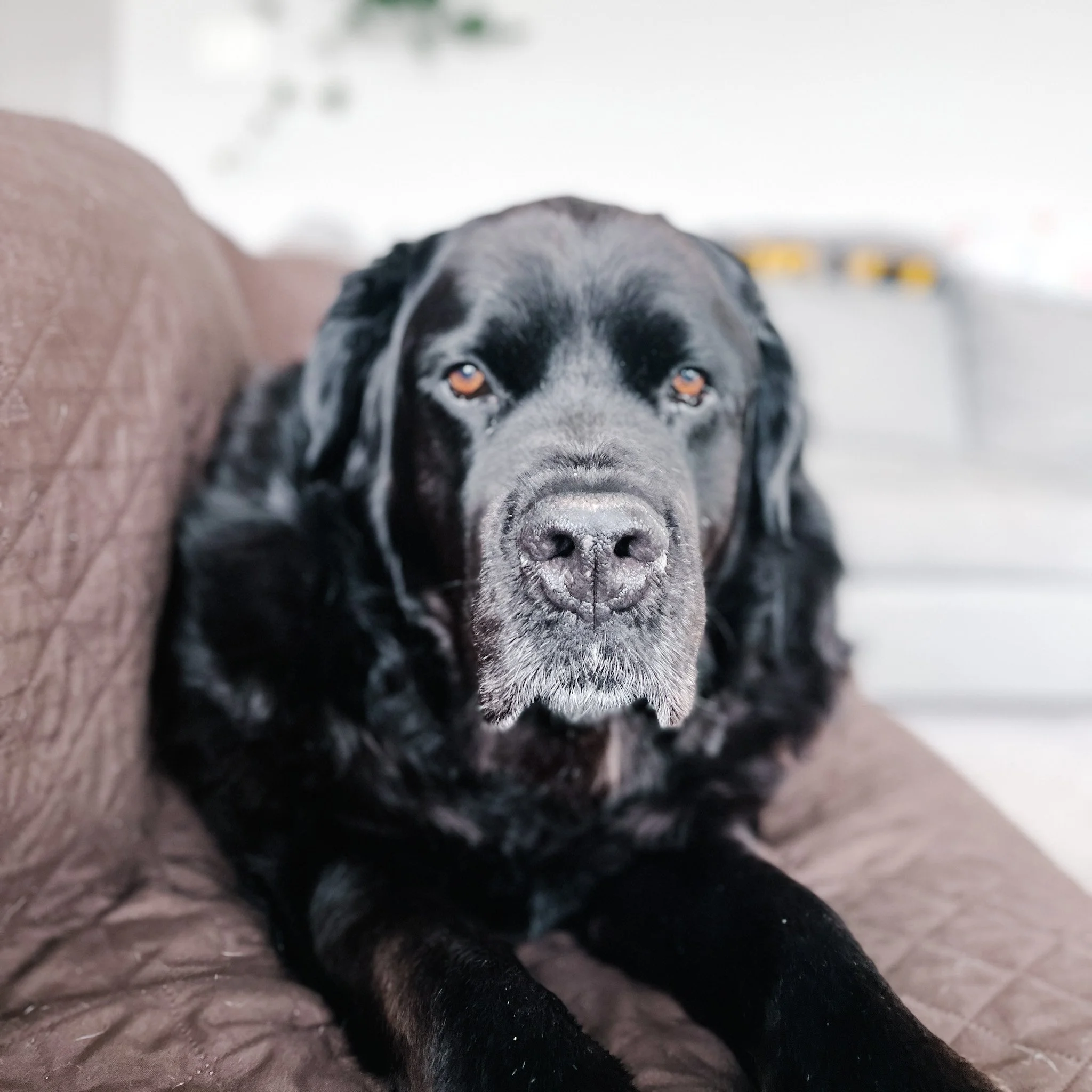 Close-up of a black Labrador Retriever dog lying on a brown couch, looking directly at the camera.
