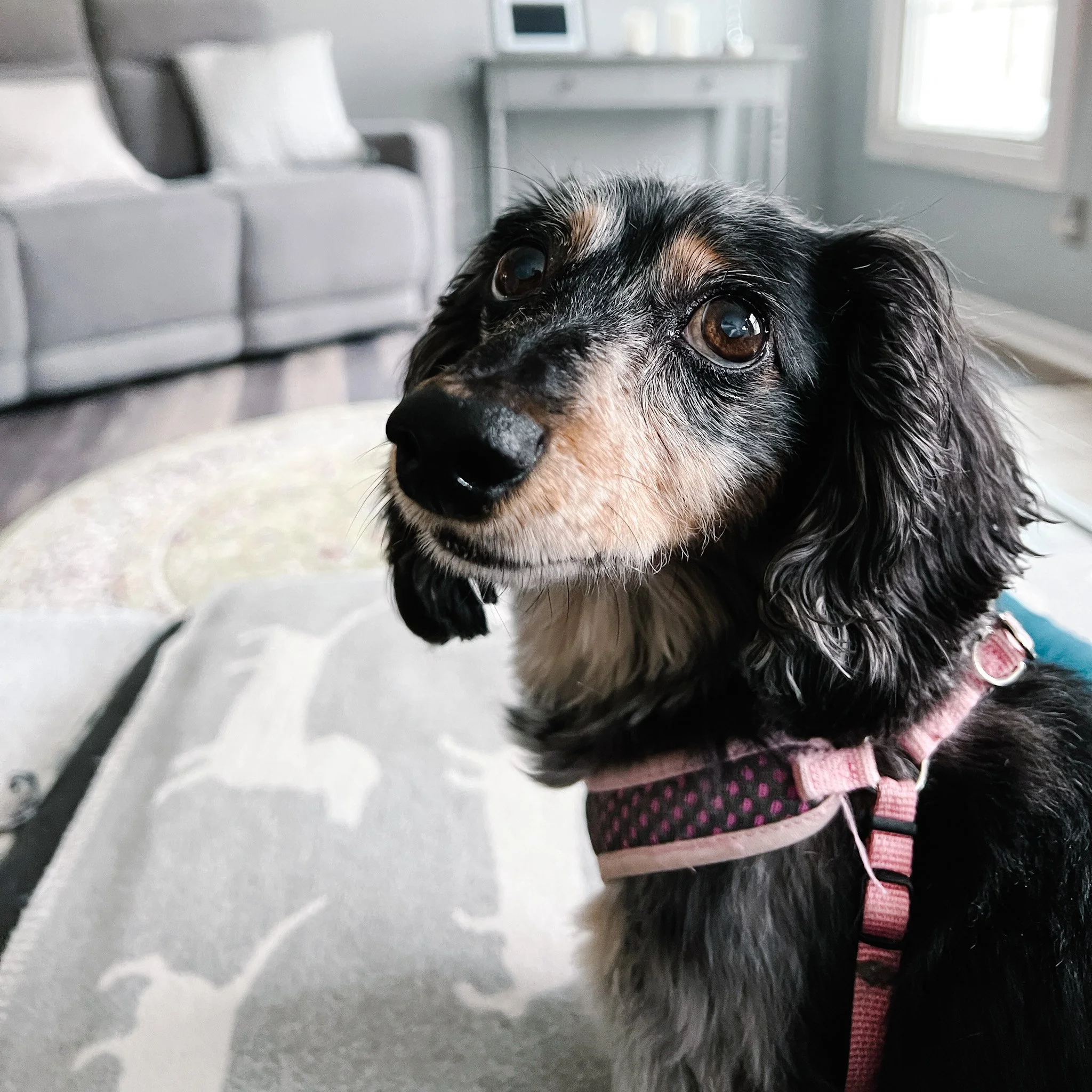 Close-up of a black and tan dog with long ears, wearing a pink harness, in a living room with a gray couch and a window in the background.